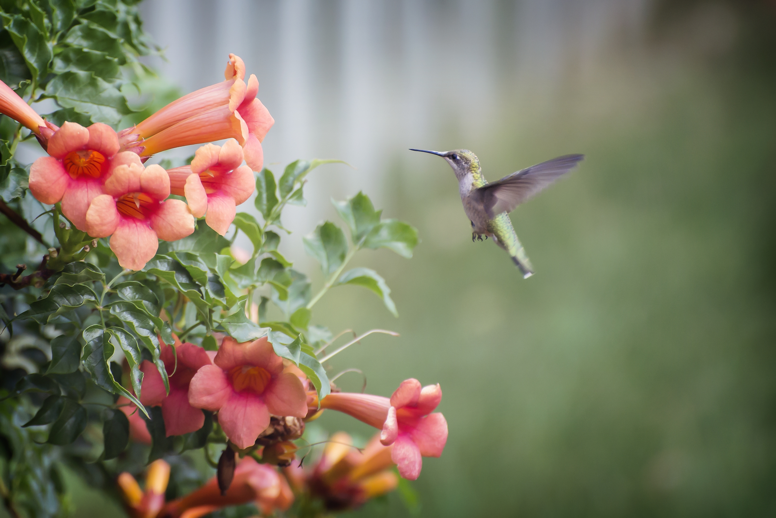Attract Morning Birds With These 4 Magical Flowers