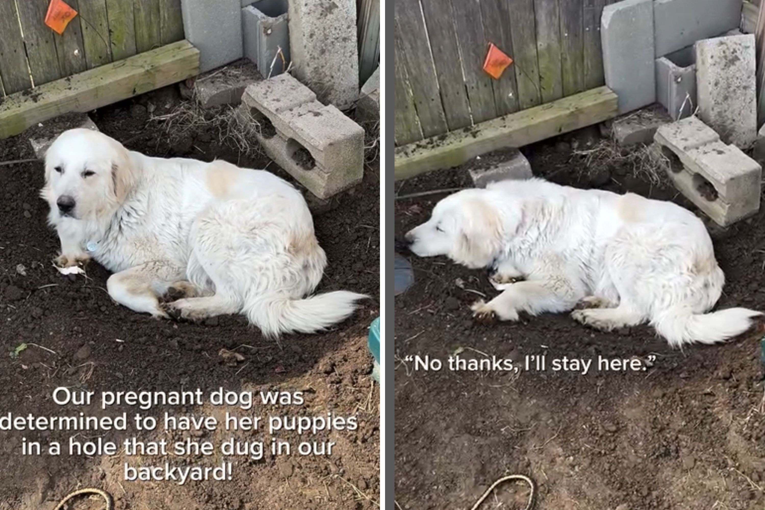 Great Pyrenees Owner All Set for Dog's Pregnancy, But Pet Had Her Own Plan