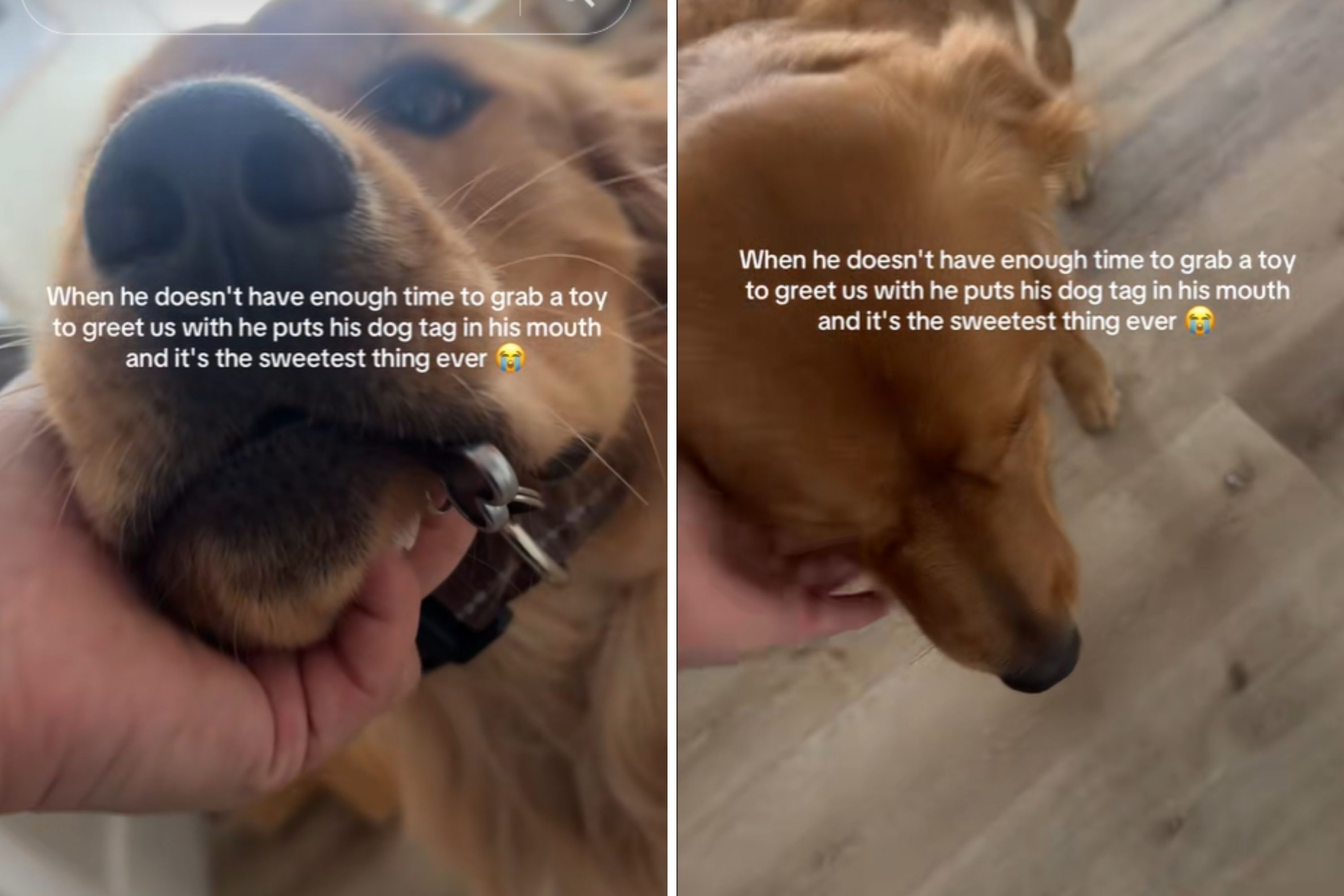Golden Retriever Grabs 'Sweetest Thing Ever' Instead of Toy To Greet Owner