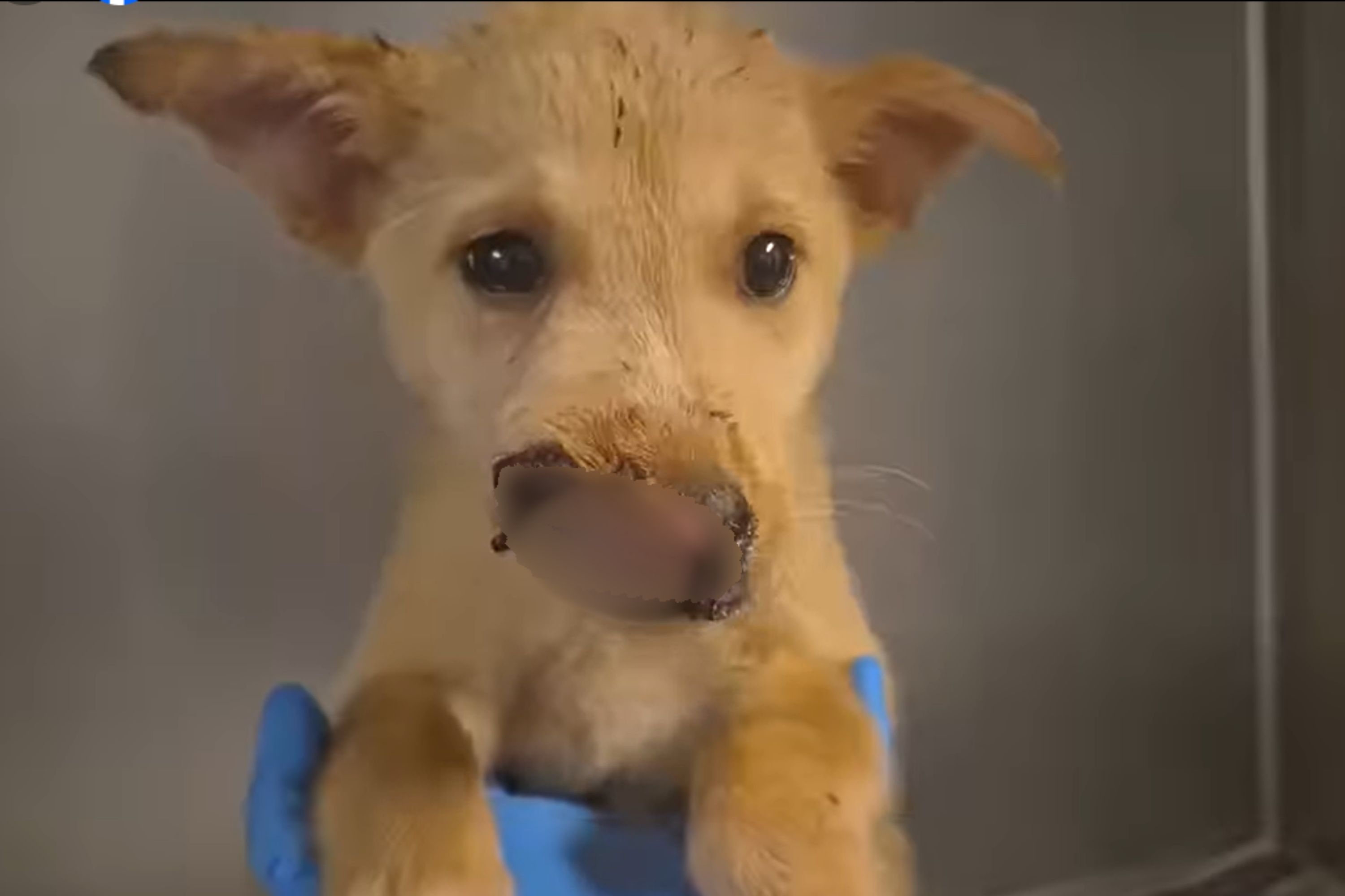 Pup Being 'Mauled' Overnight in Shelter by Large Dog Frustrates Viewers
