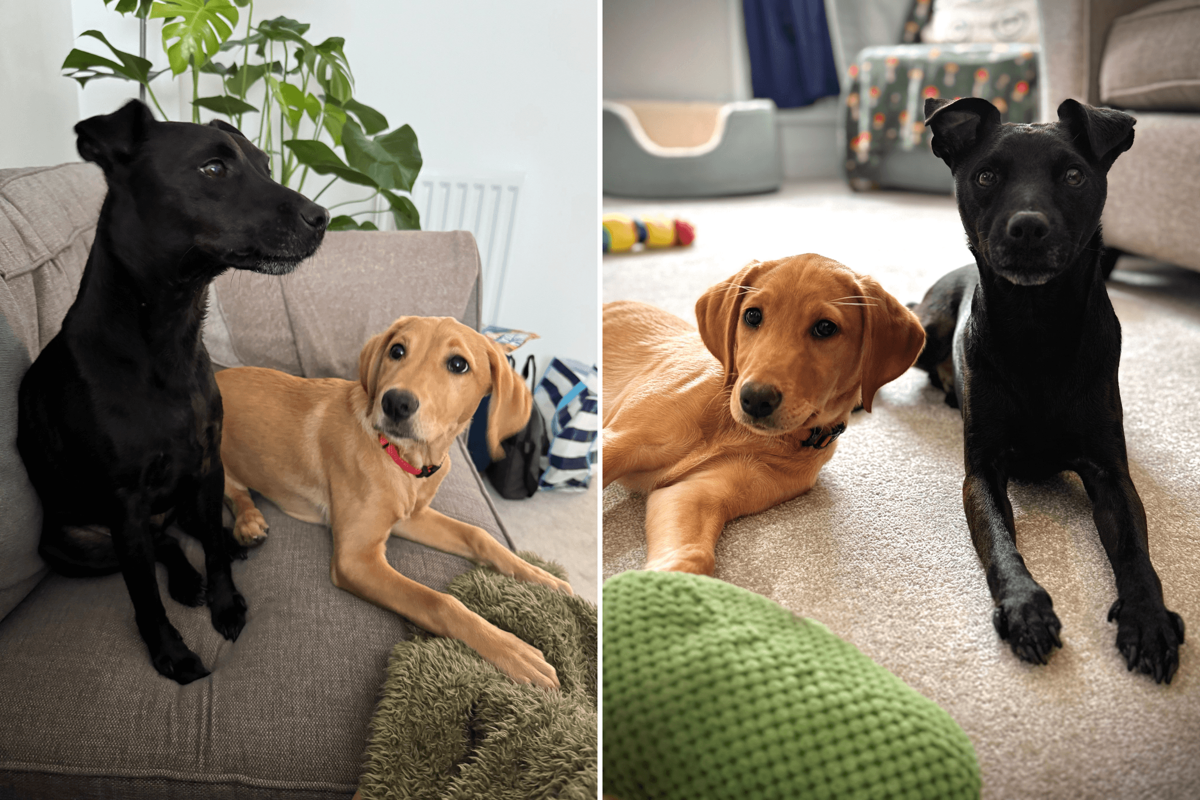 Hearts Melt Over Reactive Dog's Transformation After Owners Get New Puppy