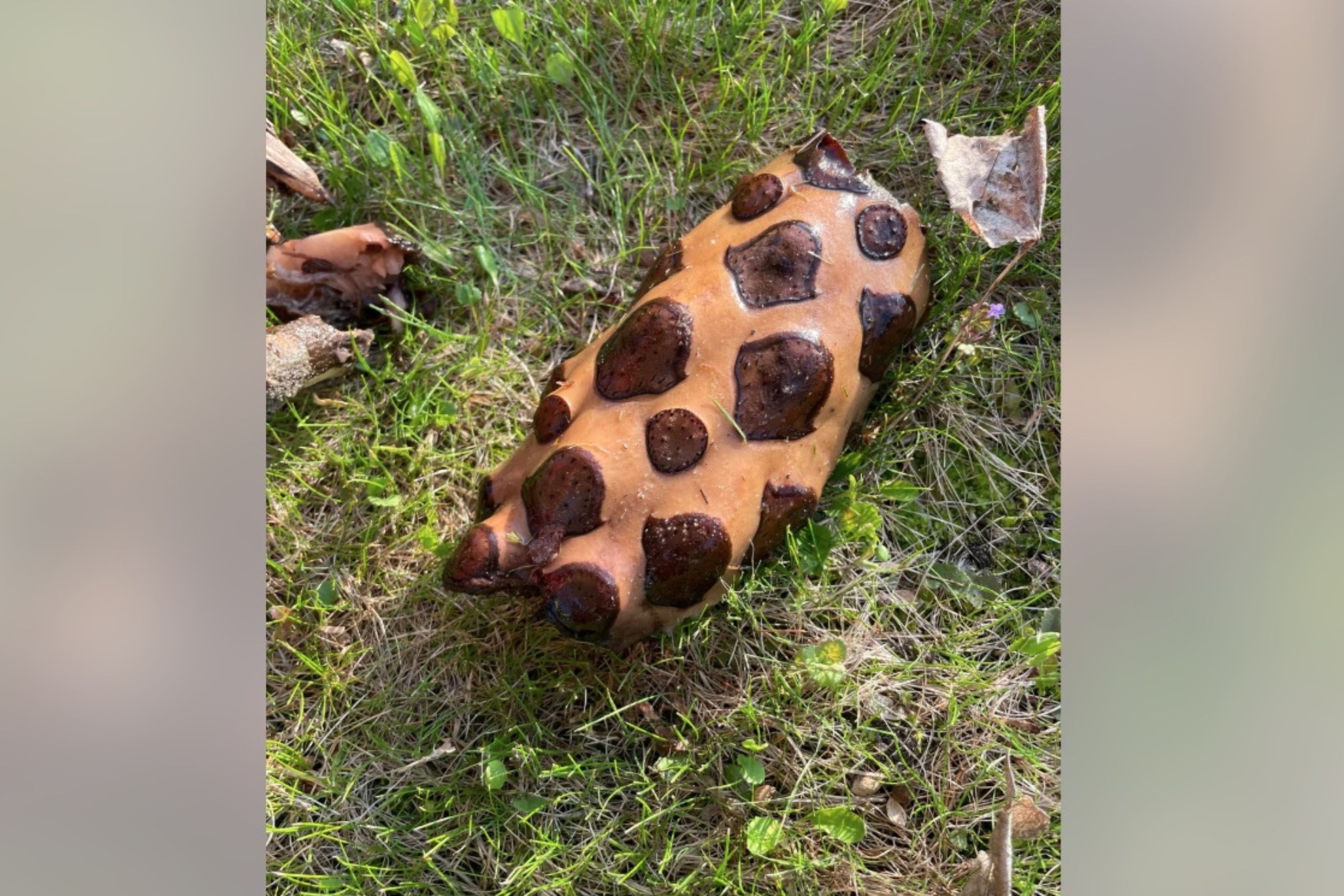 Woman Goes on Walk, Unprepared for What She Finds by Lake: 'Horror Movie'