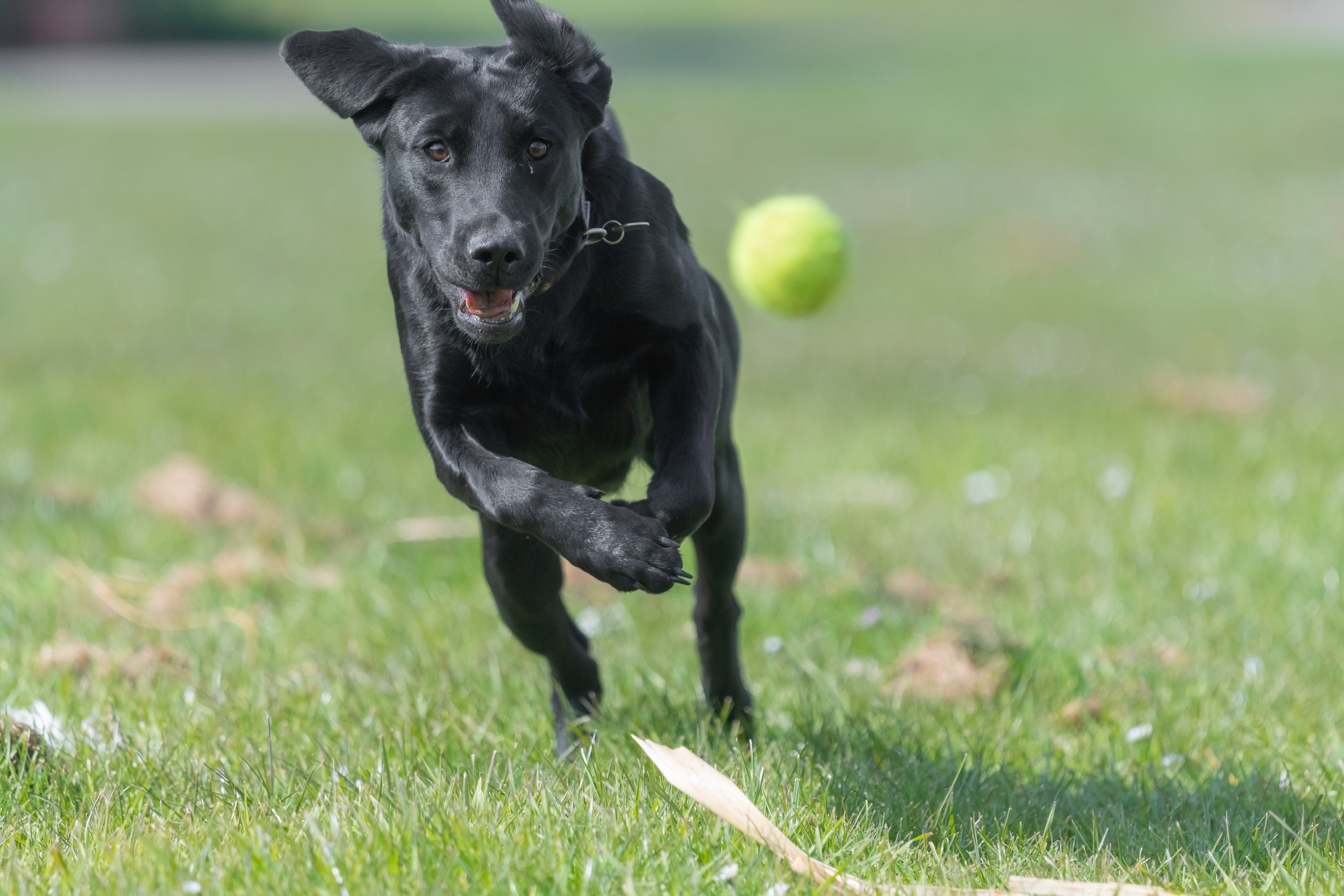 Internet Can't Cope With Owner's Genius Way to Help Dogs Make 'New Friends'