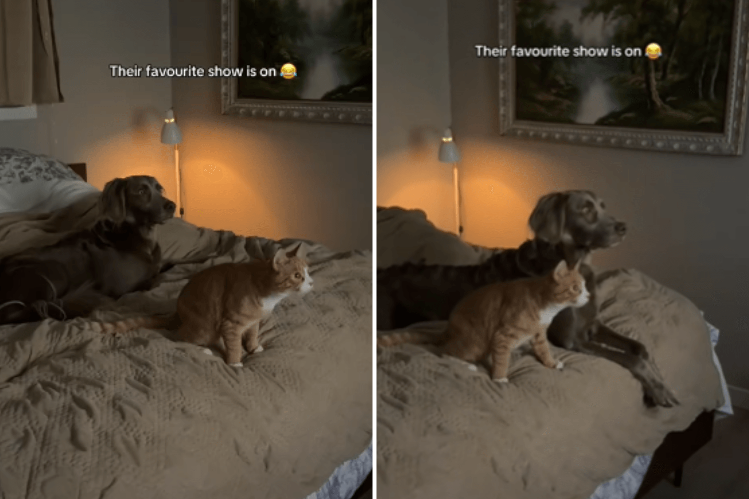 Hearts Melt As Cat and Dog Best Friends Enjoy 'Favorite' TV Show Together