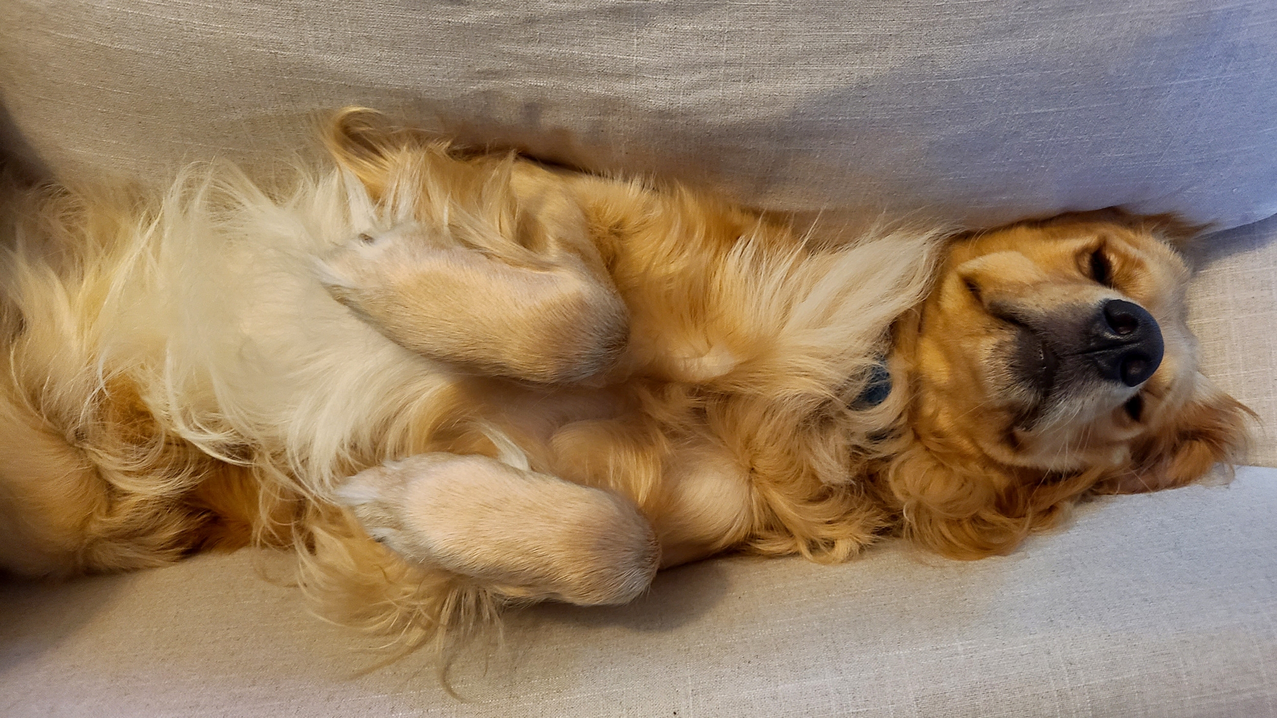 Habit Golden Retriever Puppy Won't Give Up After Gaining 70lbs: 'Send Help'