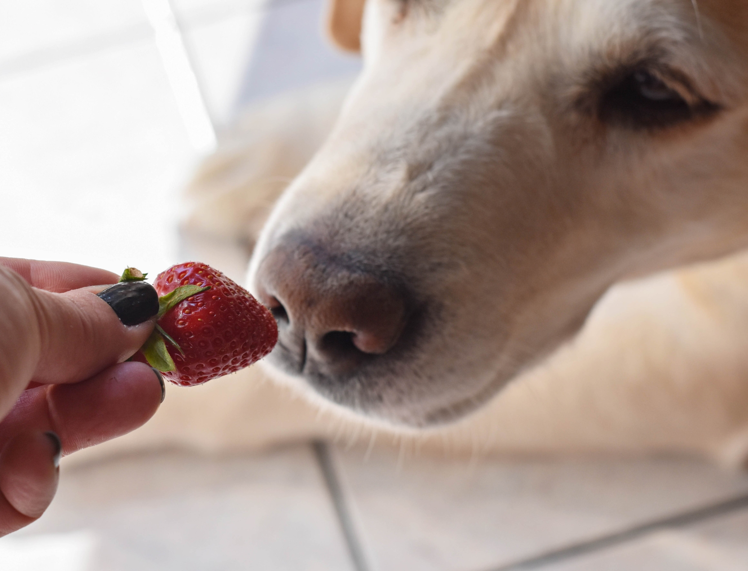 Internet Can't Cope With Labrador's Reaction to First Ever Strawberry