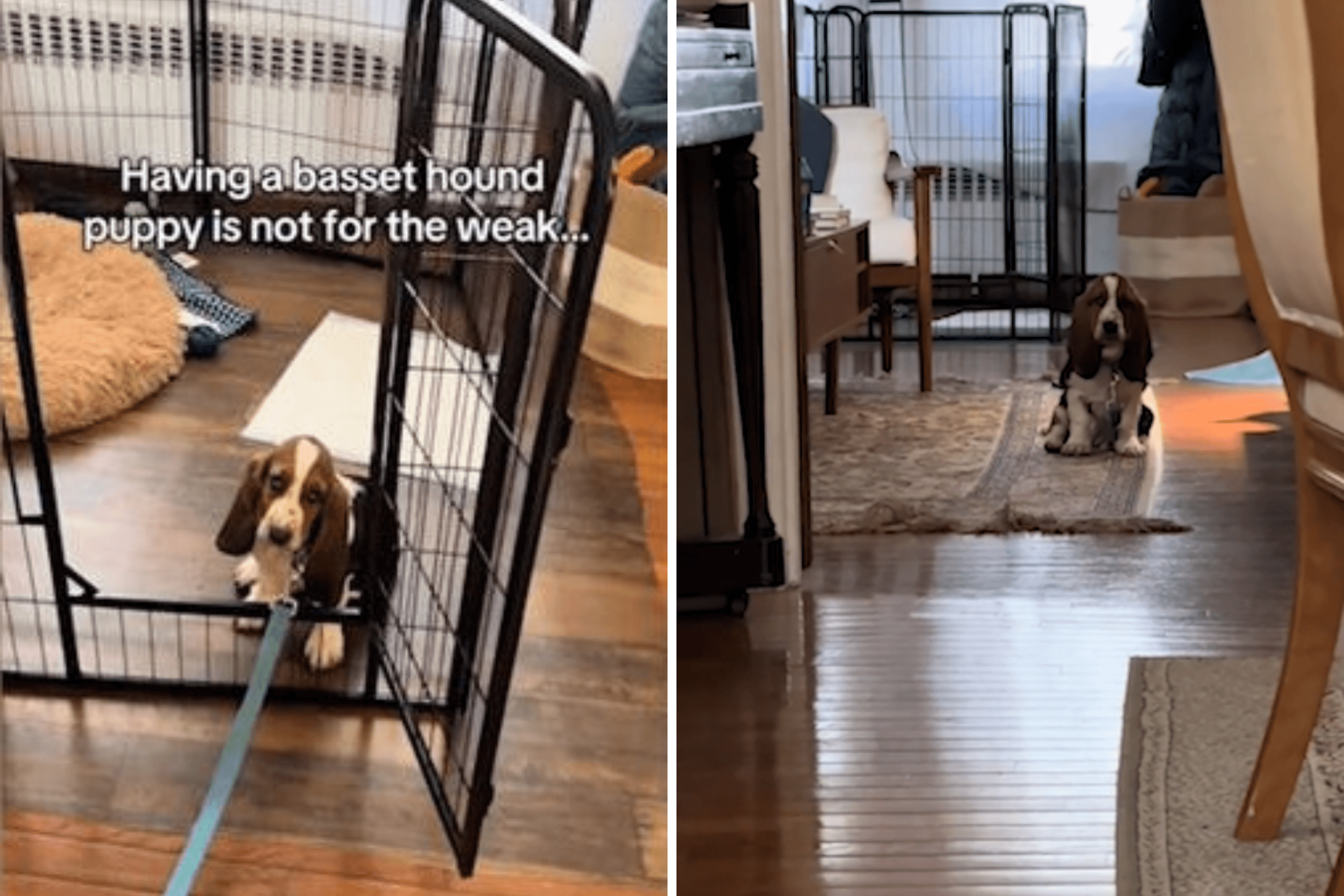 Owner Excited To Take Basset Hound Pup for a Walk but There's a Problem