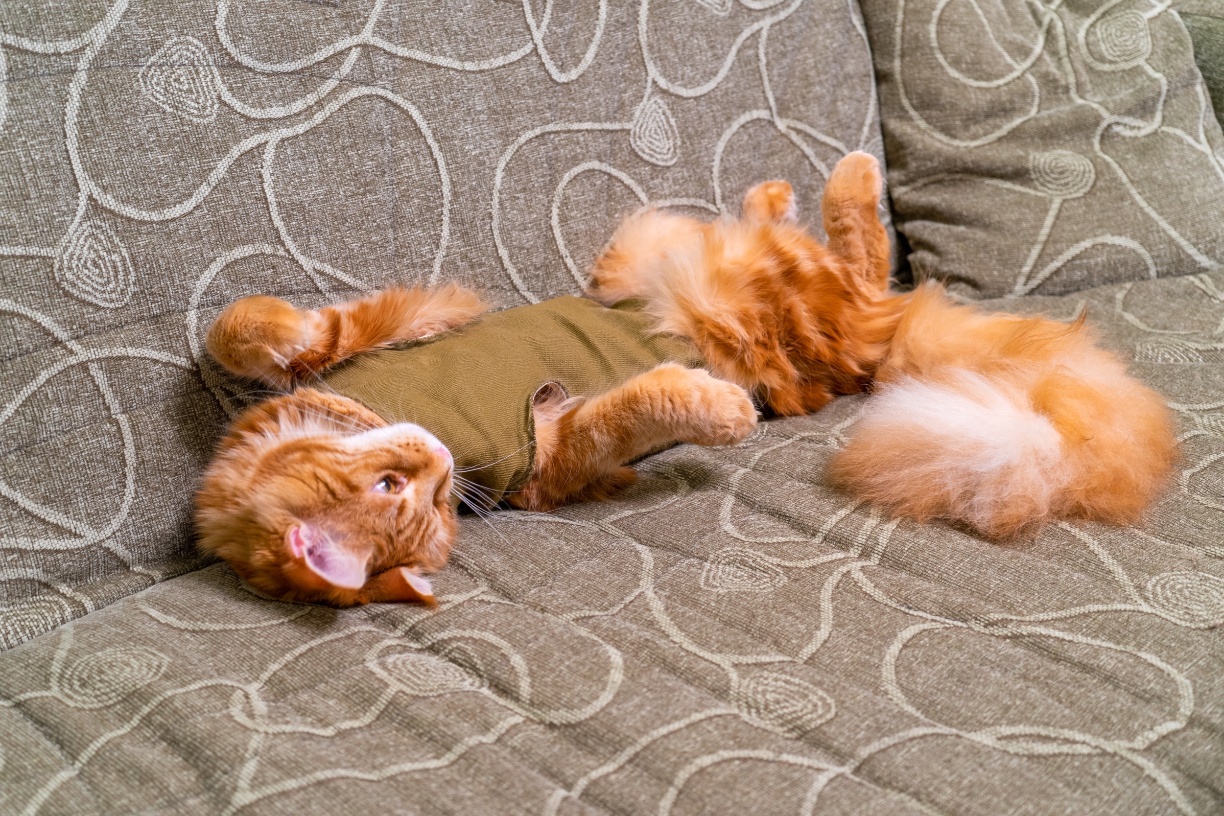 How Cat Spends Time on Bed Rest After Surgery Melts Hearts