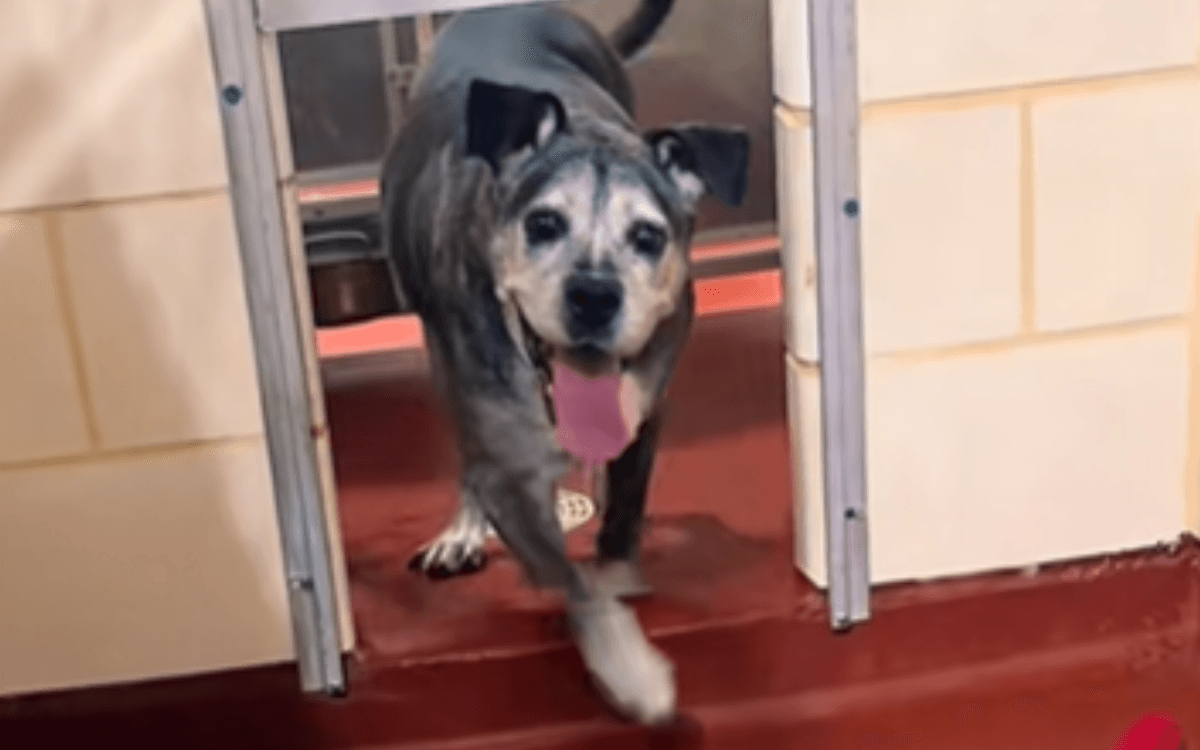 Senior Dog And Owner Planned to 'Grow Old Together', Then Tragedy Struck