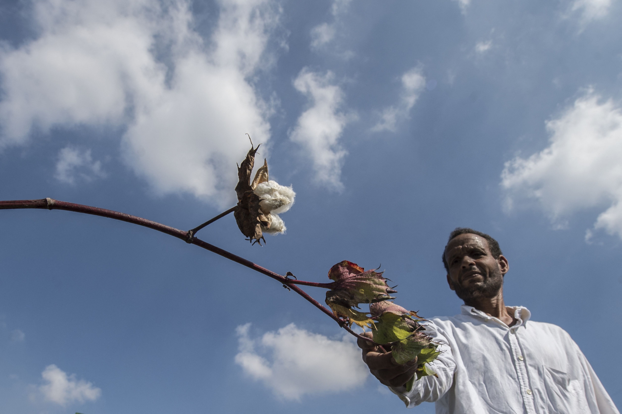 Trump Tariffs Could Offer Lifeline for World's Finest Cotton