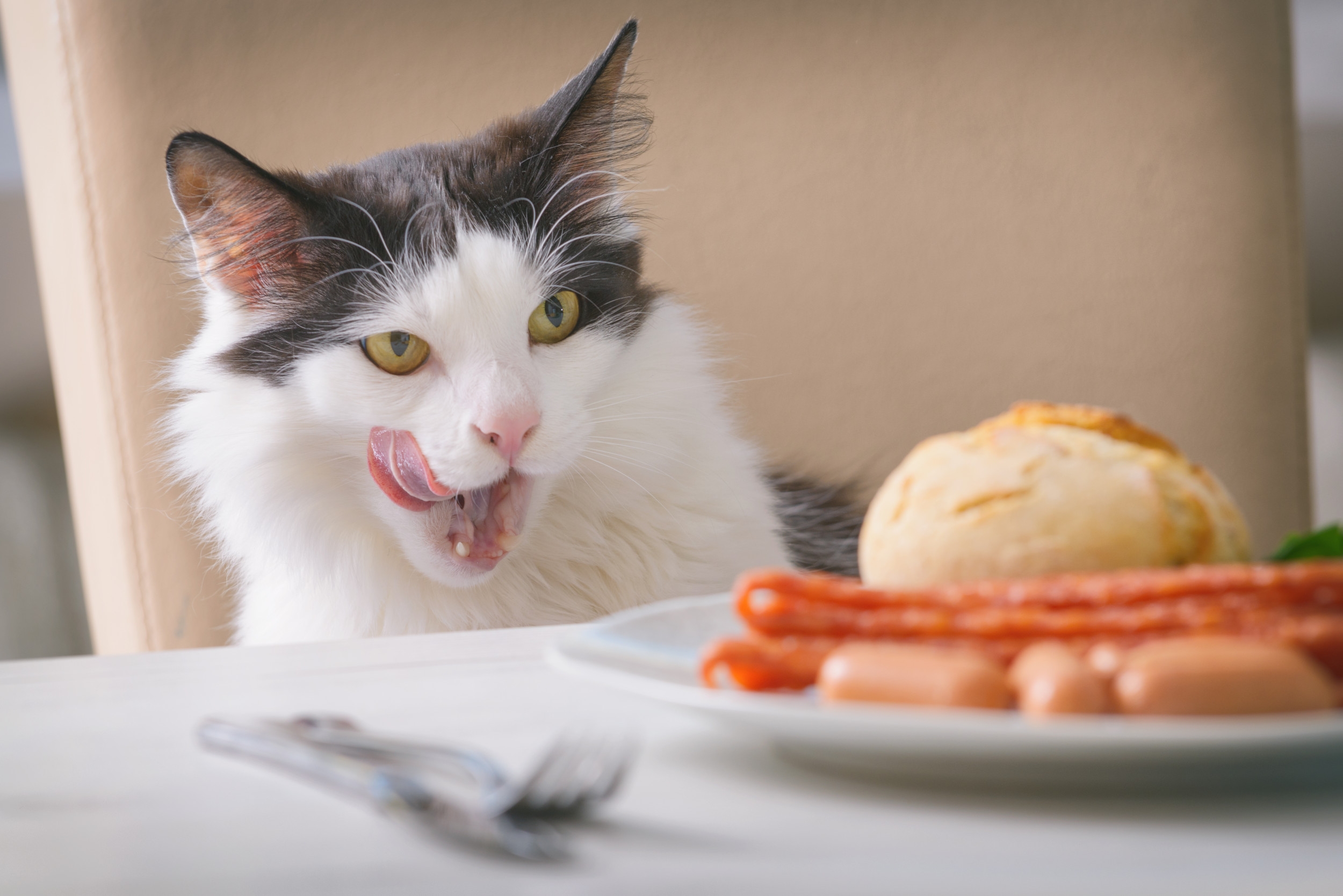 Cat on 'Burger Supervision' As Owner Starts Grill Has Internet in Stitches