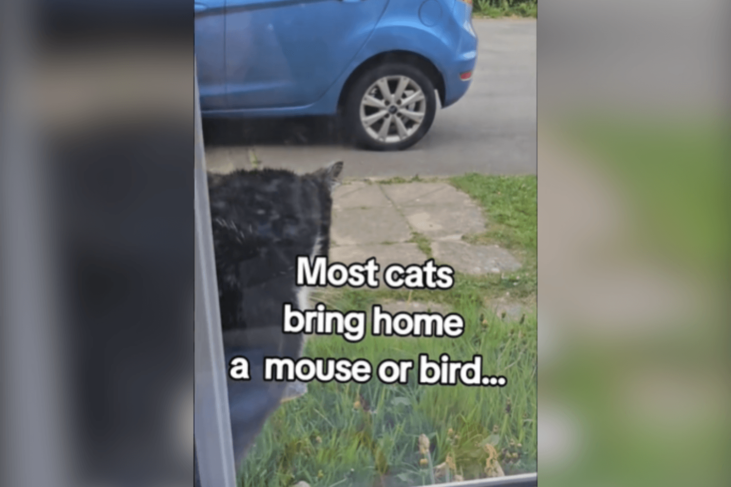 Woman Says 'Sorry' to Neighbors After Realizing What Cat Keeps Stealing