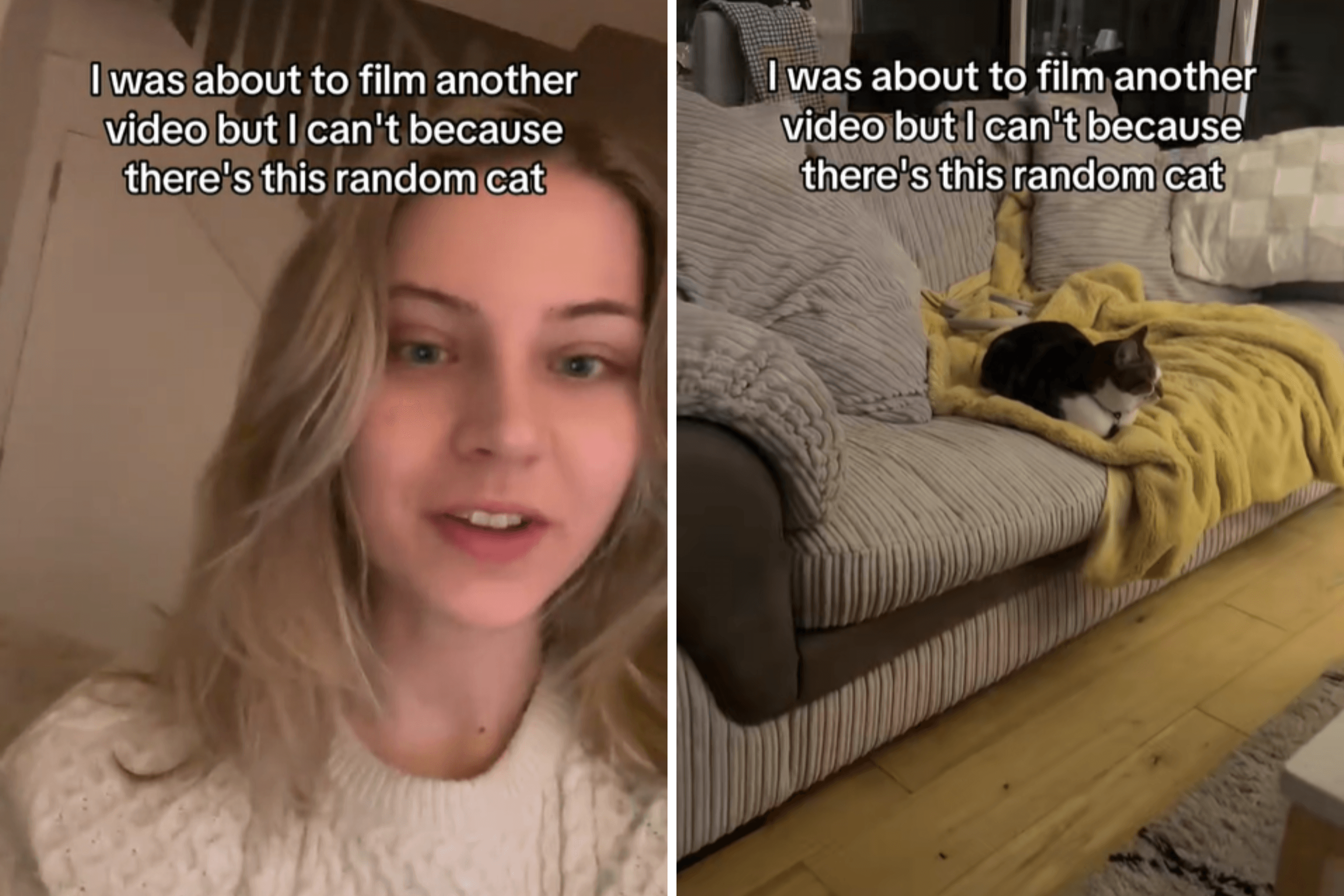 Woman Finds 'Random Cat' in Her Home—Then They Have Perfect Girls' Night In