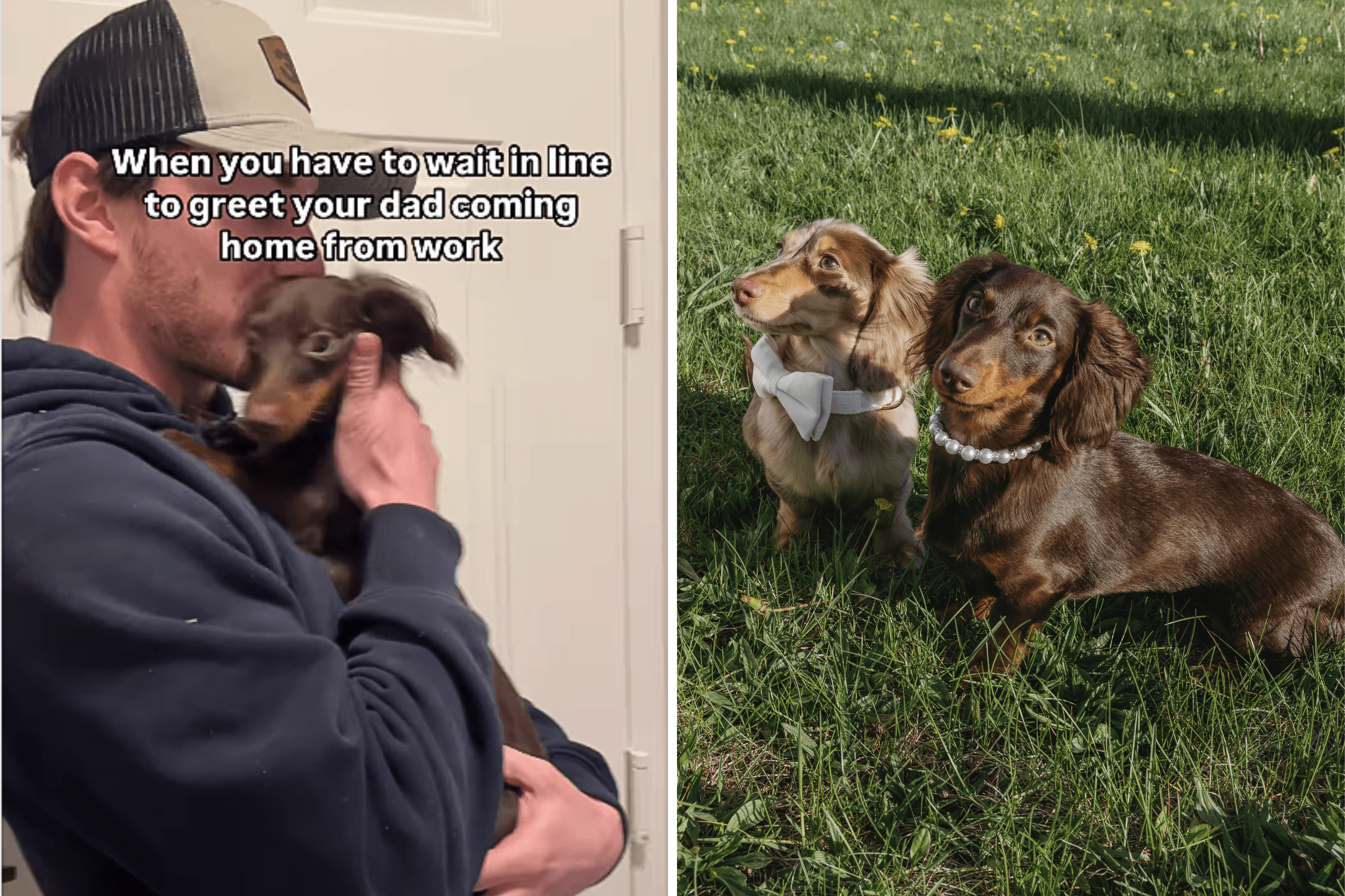 Dachshund Desperately Waiting 'In Line' To Greet Owner After Work Delights