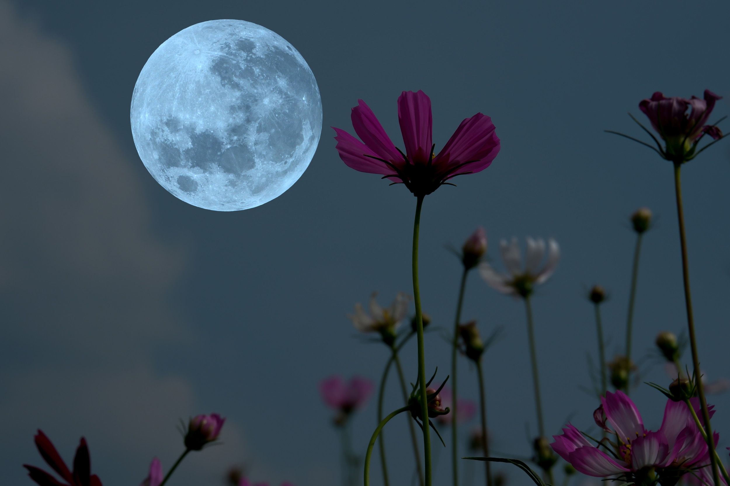 How To See May's Flower Moon Next Week
