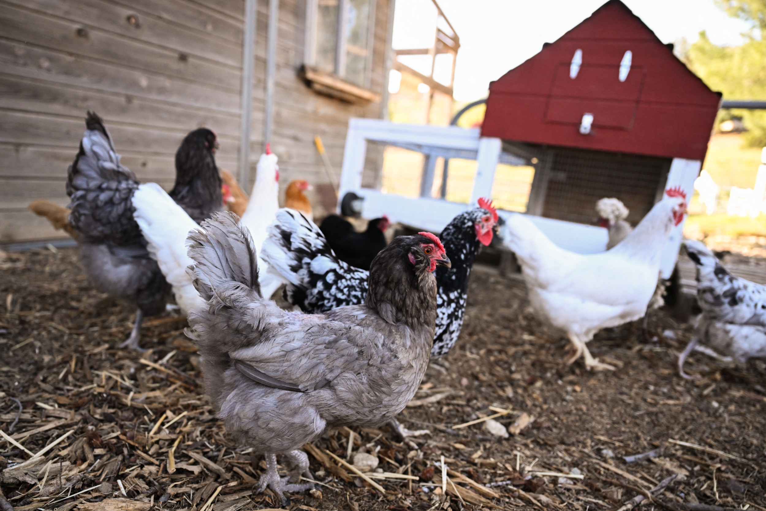 Backyard Chickens Responsible for Latest Salmonella Outbreak: What To Know
