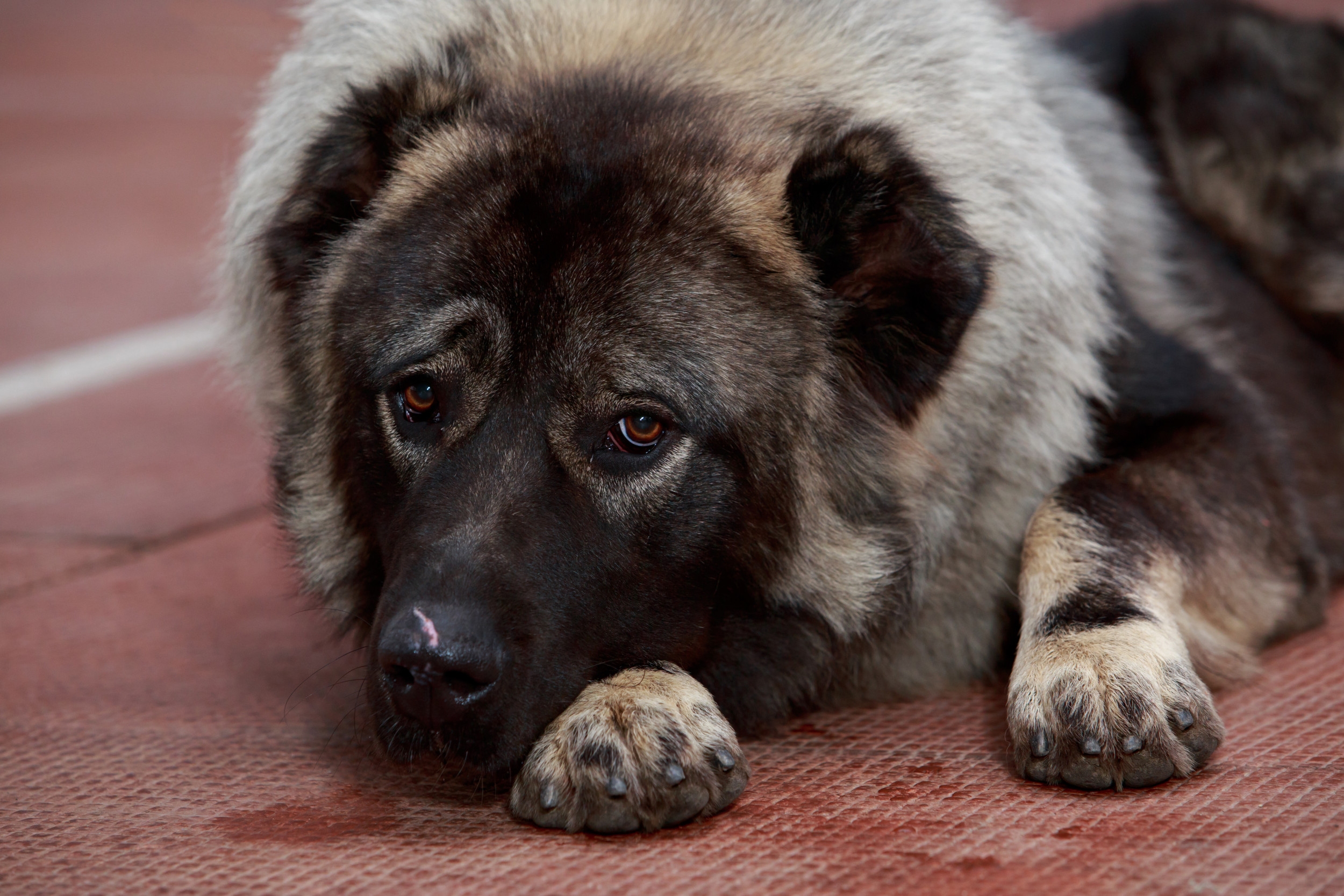 Massive Caucasian Shepherd Puppy Is Not Aware of His Size in Hilarious Clip