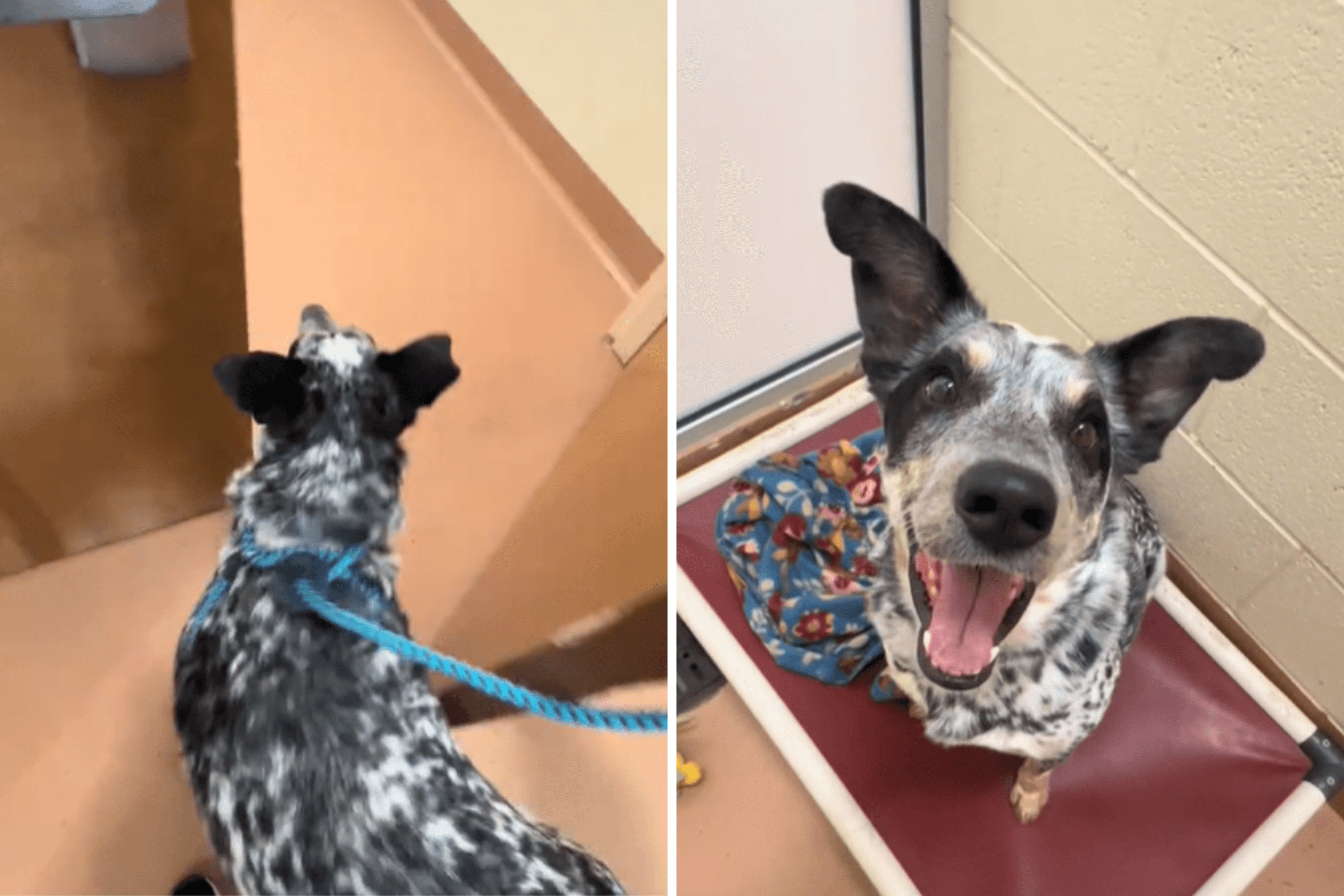 Heartbreak at Face of Shelter Dog Realizing He's Going Back to His Kennel