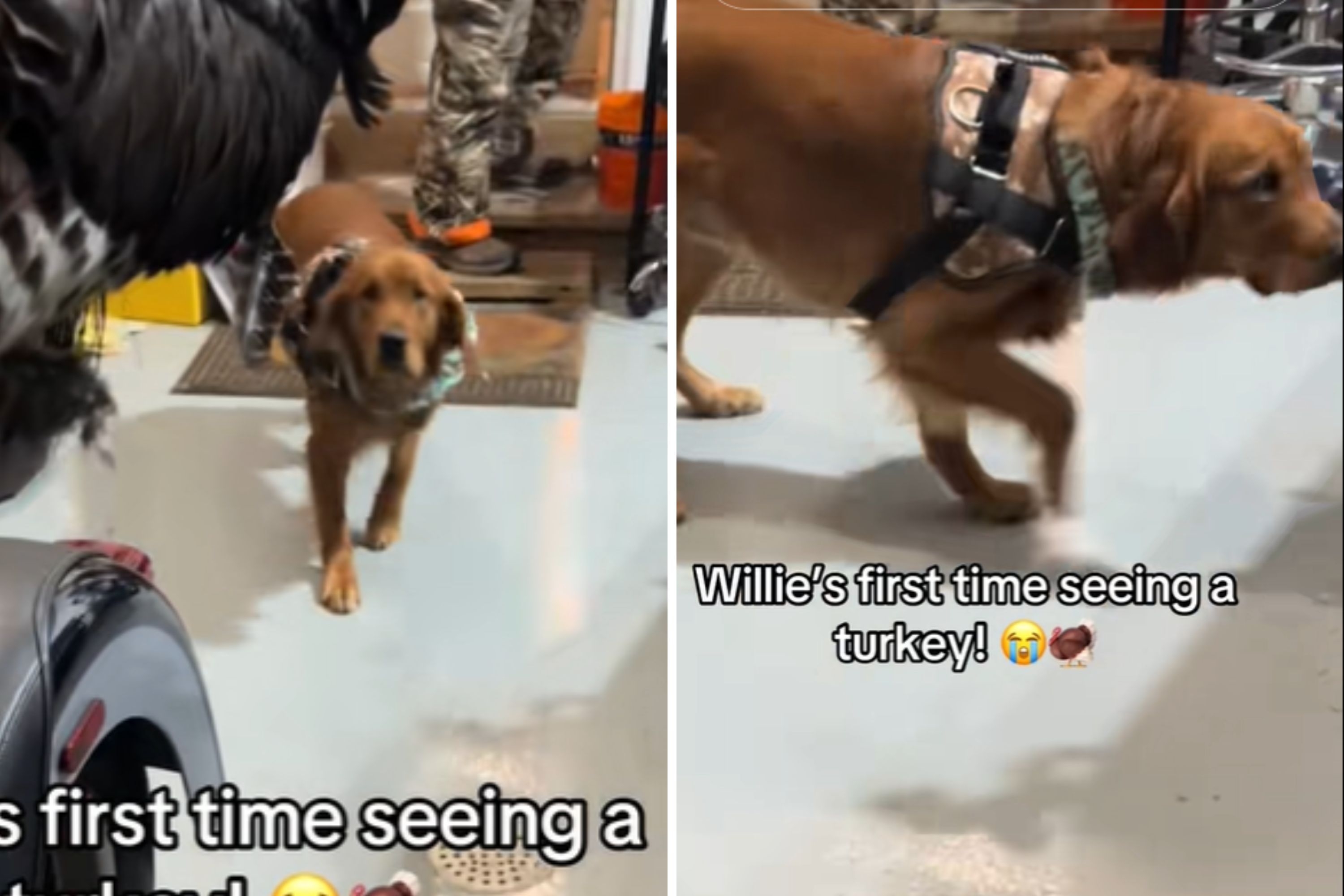 Golden Retriever Sees Turkey for First Time, Reaction Screams 'Never Again'