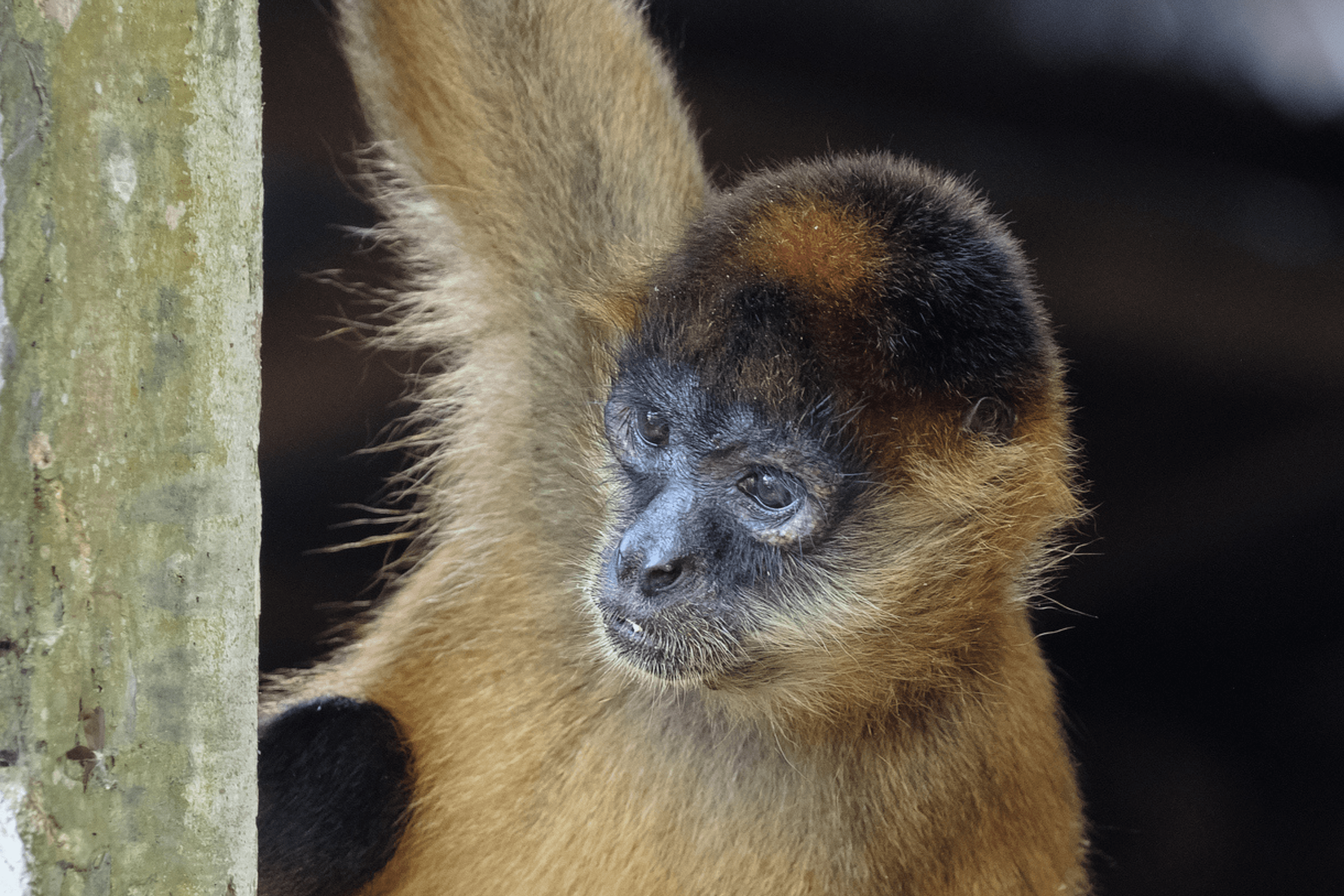 Monkey Enters Villa in Cancun, Internet Obsessed With Entrance: 'He Ate'