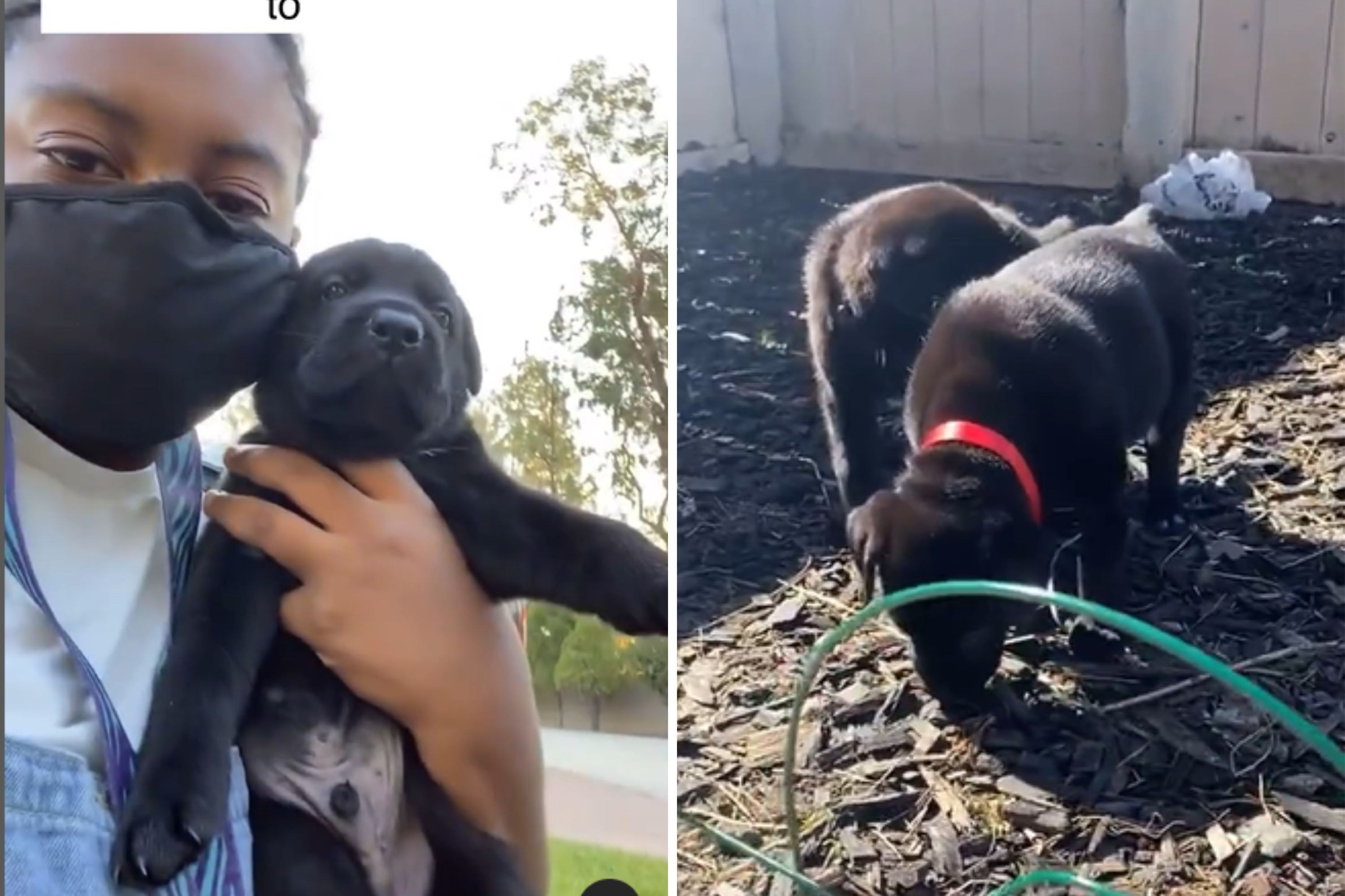 Couple Think They Got Cane Corso Puppies, Can't Believe What They Turn Into
