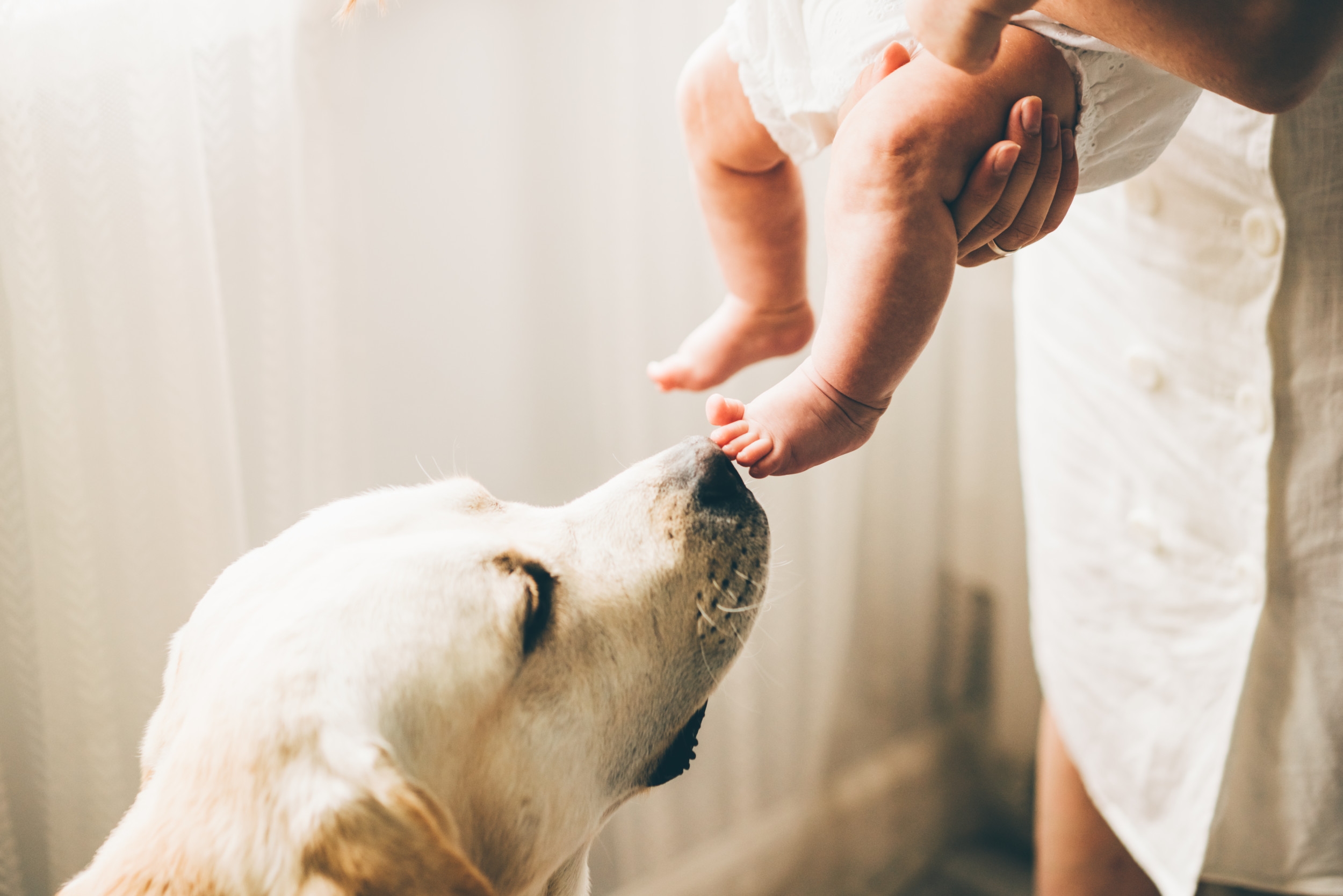 Woman Refusing To Babysit for Sister After What She Did to Her Dog Backed