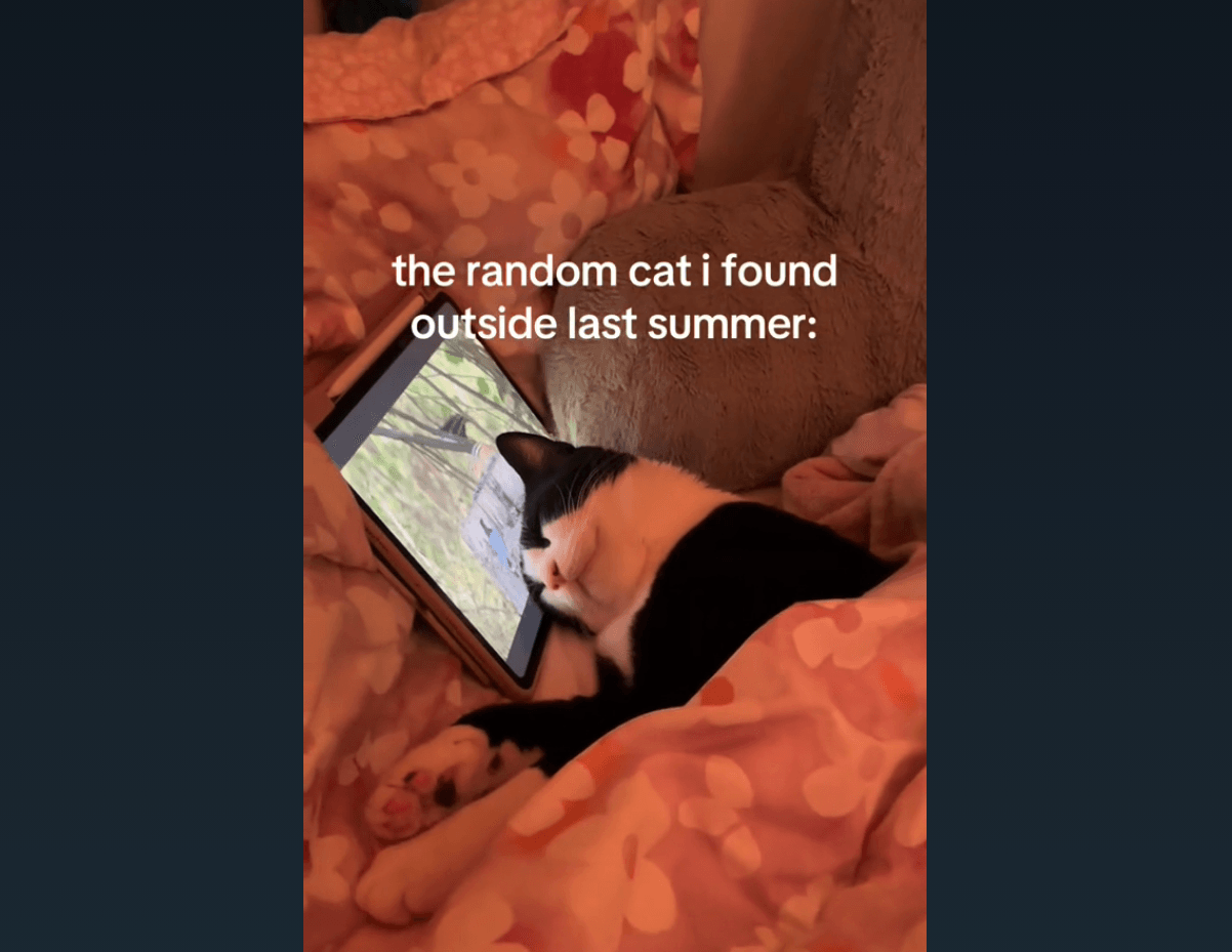 Heartwarming Video Shows Stray Cat's Life Transformed After Finding A Home