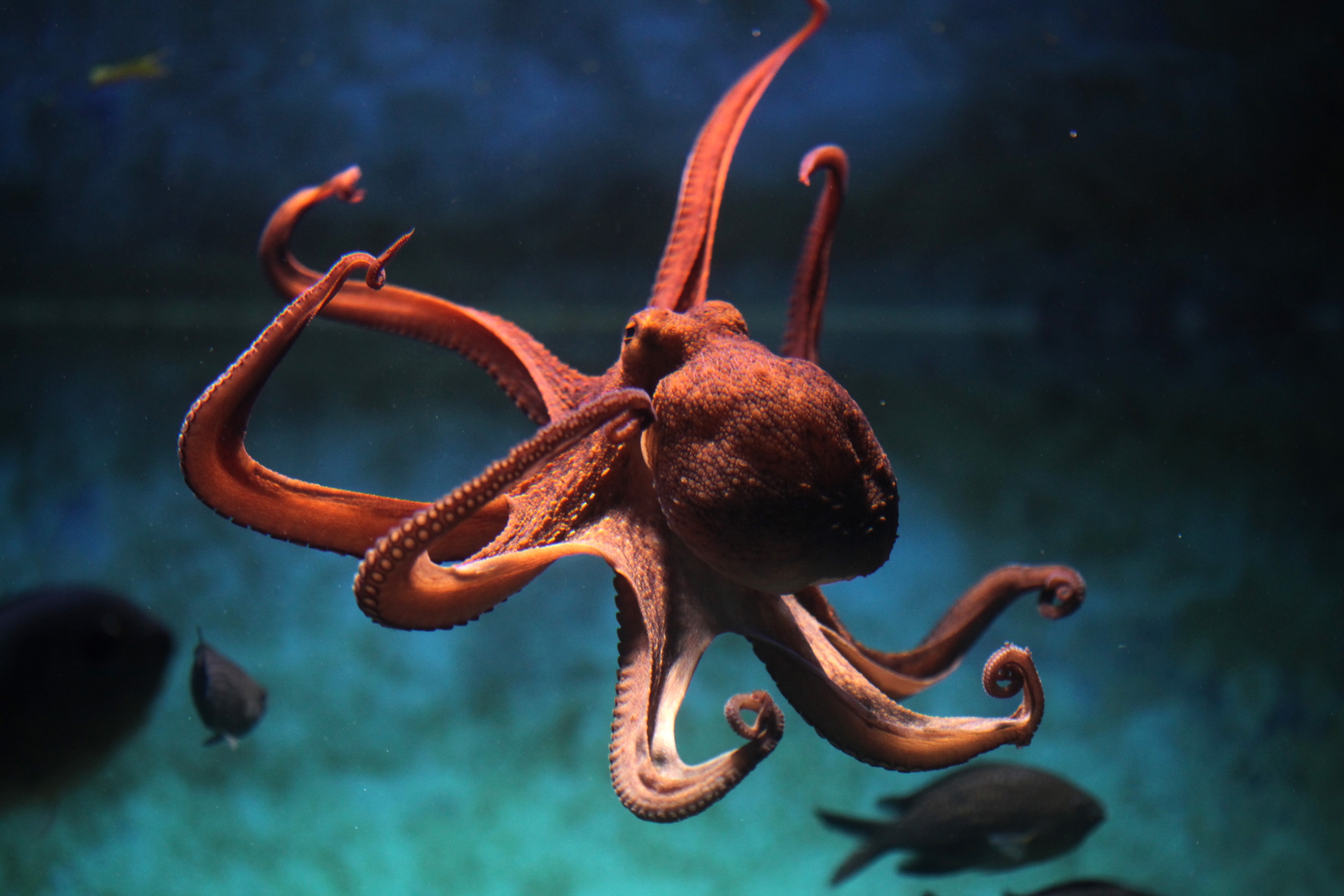 Netflix Reveals New Details About its 'Remarkably Bright Creatures' Film
