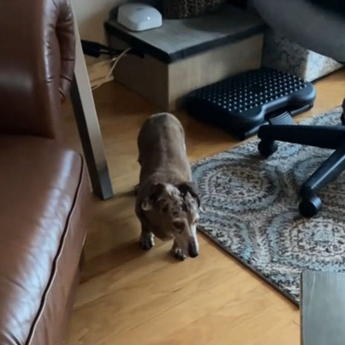 Heartwarming Moment Blind, Deaf Dachshund Senses His Owner Is Home