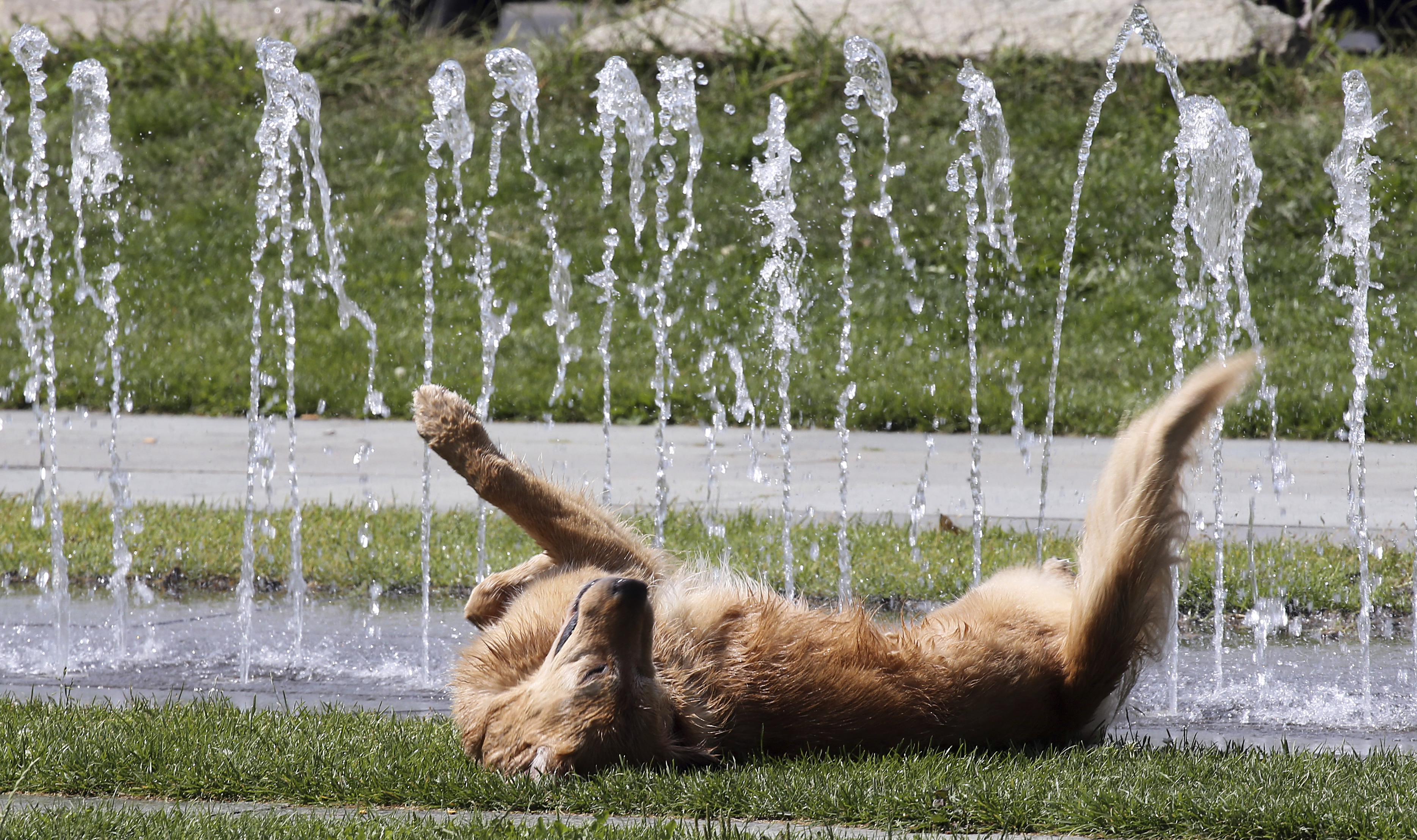 Top Dog Breeds for Any Lifestyle, According to a Vet—And One Tops Them All