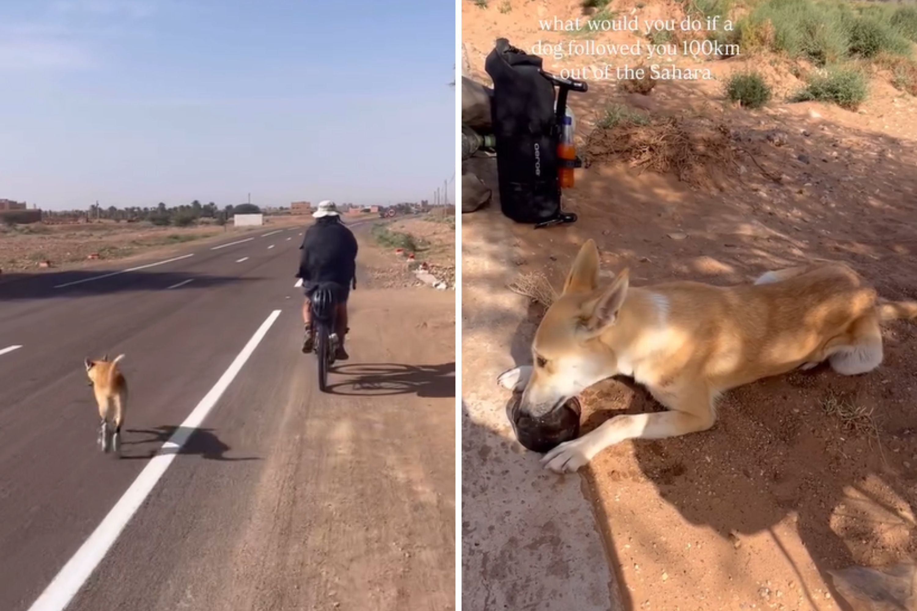 Street Dog Follows Tourists for Miles, but the Story Was 'Only Beginning'
