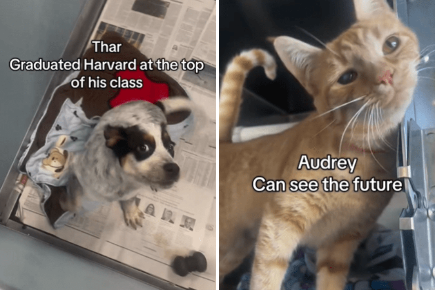 Hysterics Over Why Shelter Makes Up 'Lies' To Get Pets Adopted