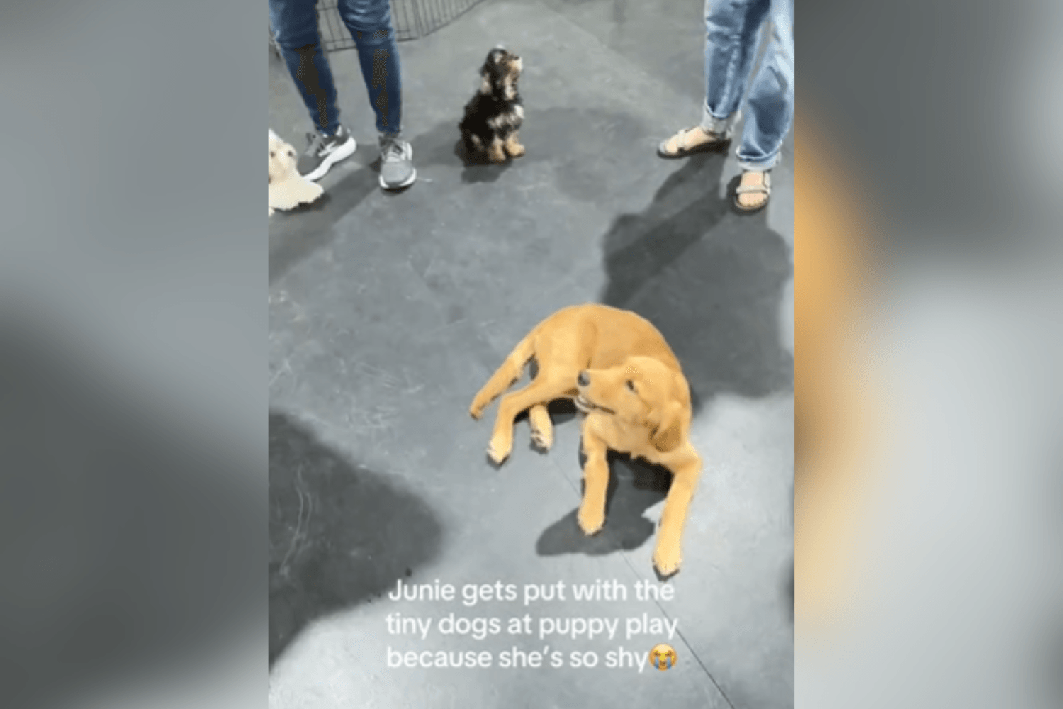Sweet Golden Retriever Is 'So Shy' She Gets Put With the Puppies at Day Care