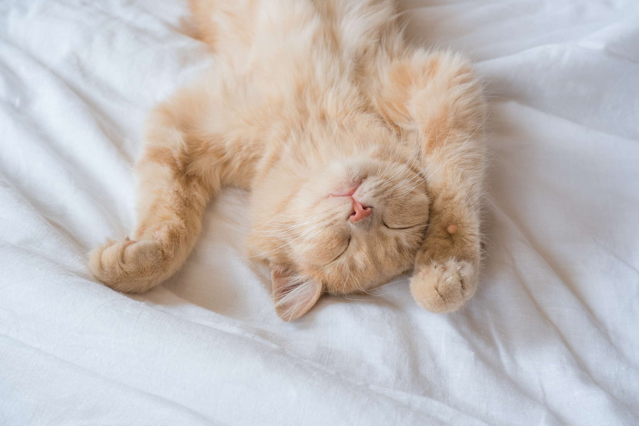 Cat Knows Not To Sleep on Baby's Bed—so He Makes a Compromise