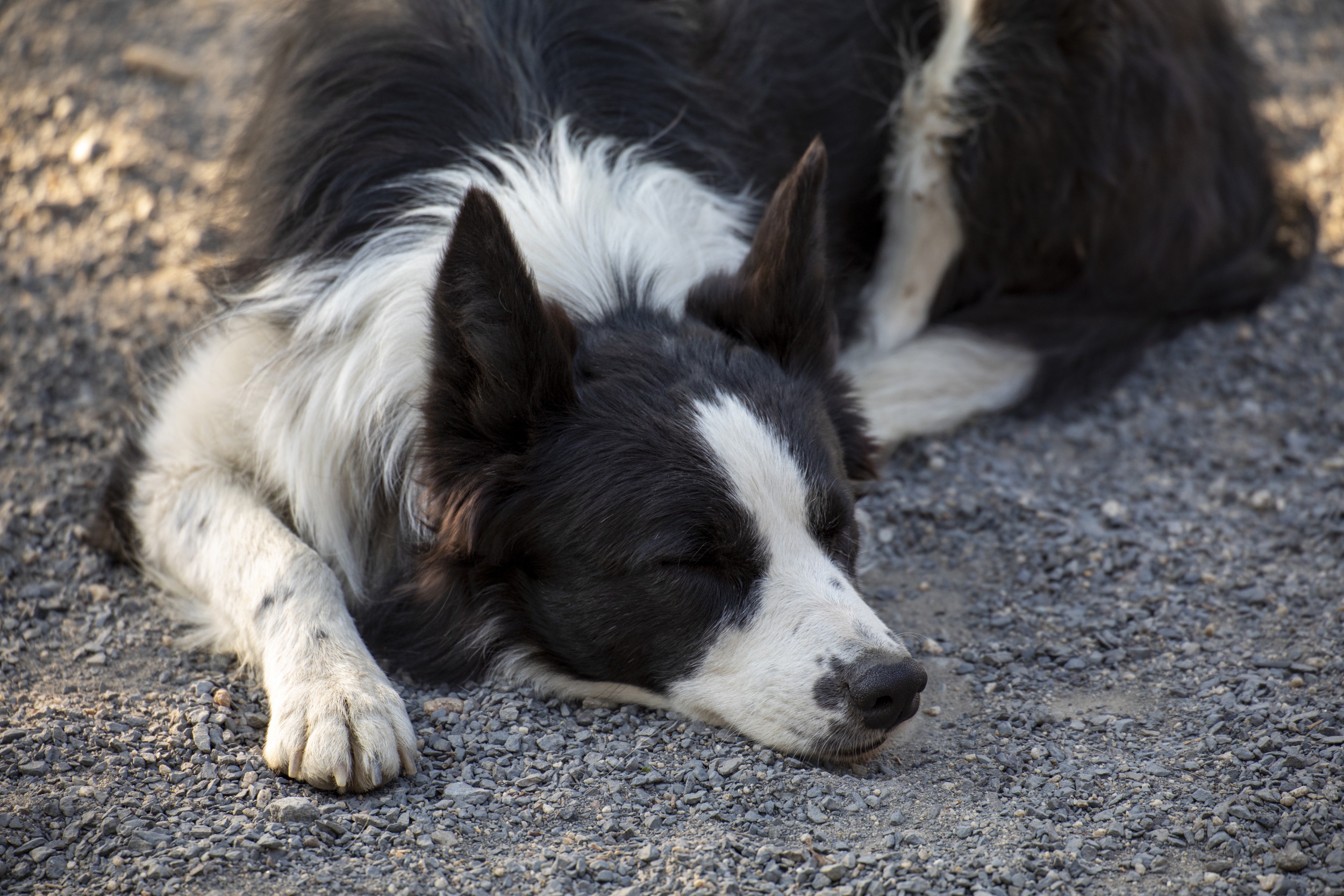 Border Collie Owner's Disbelief As They Finally Manage to 'Tire Out' Dog