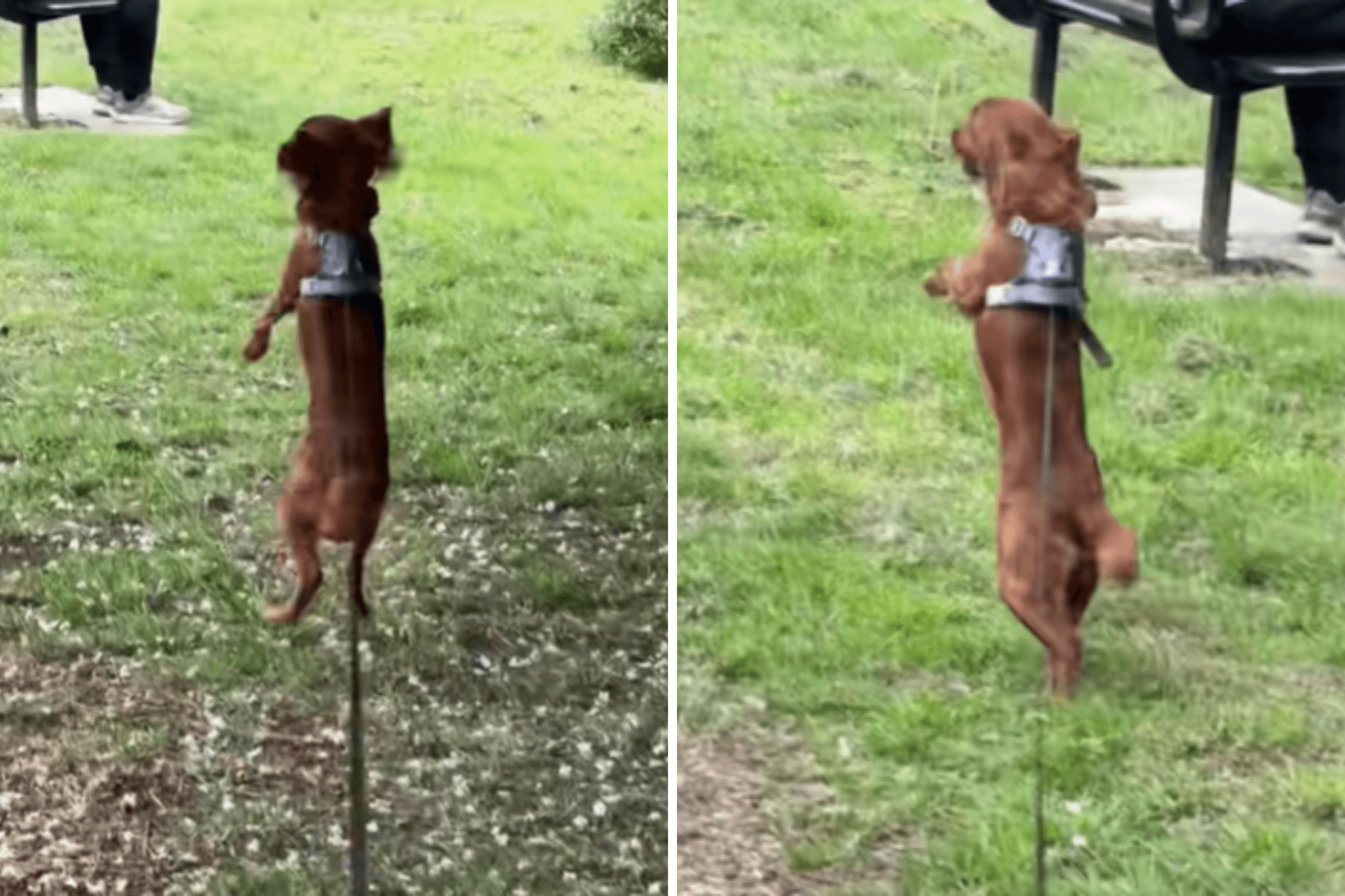 Owners Rescue Abused, 'Timid' Dog—18 Months Later She's Unrecognizable