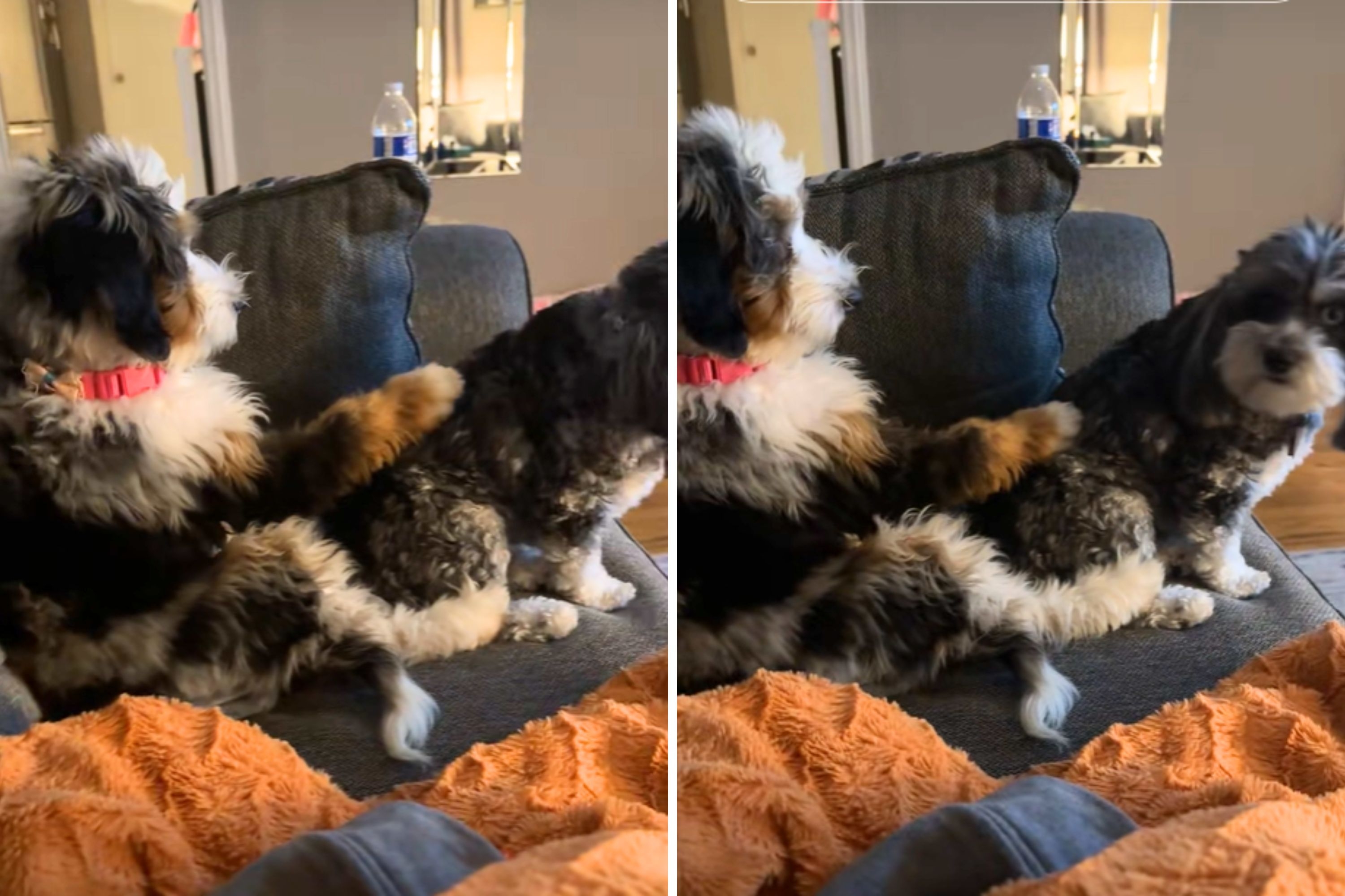 Hysterics As Doodles Have Full-Blown Argument Over Couch: 'This Is My Spot'