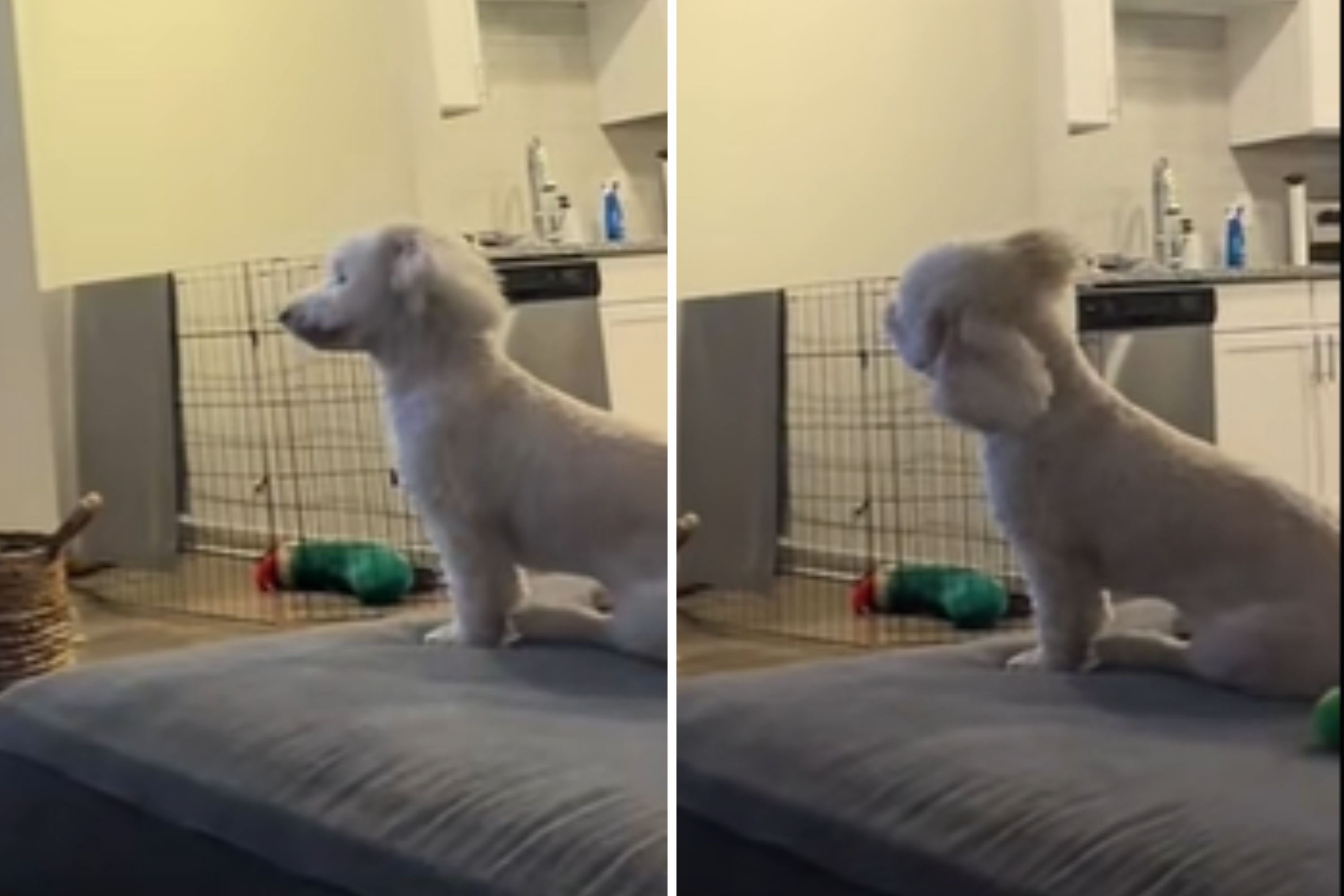 Moment Dog Recognizes Owner on TV Melts Hearts: 'So Many Head Tilts'