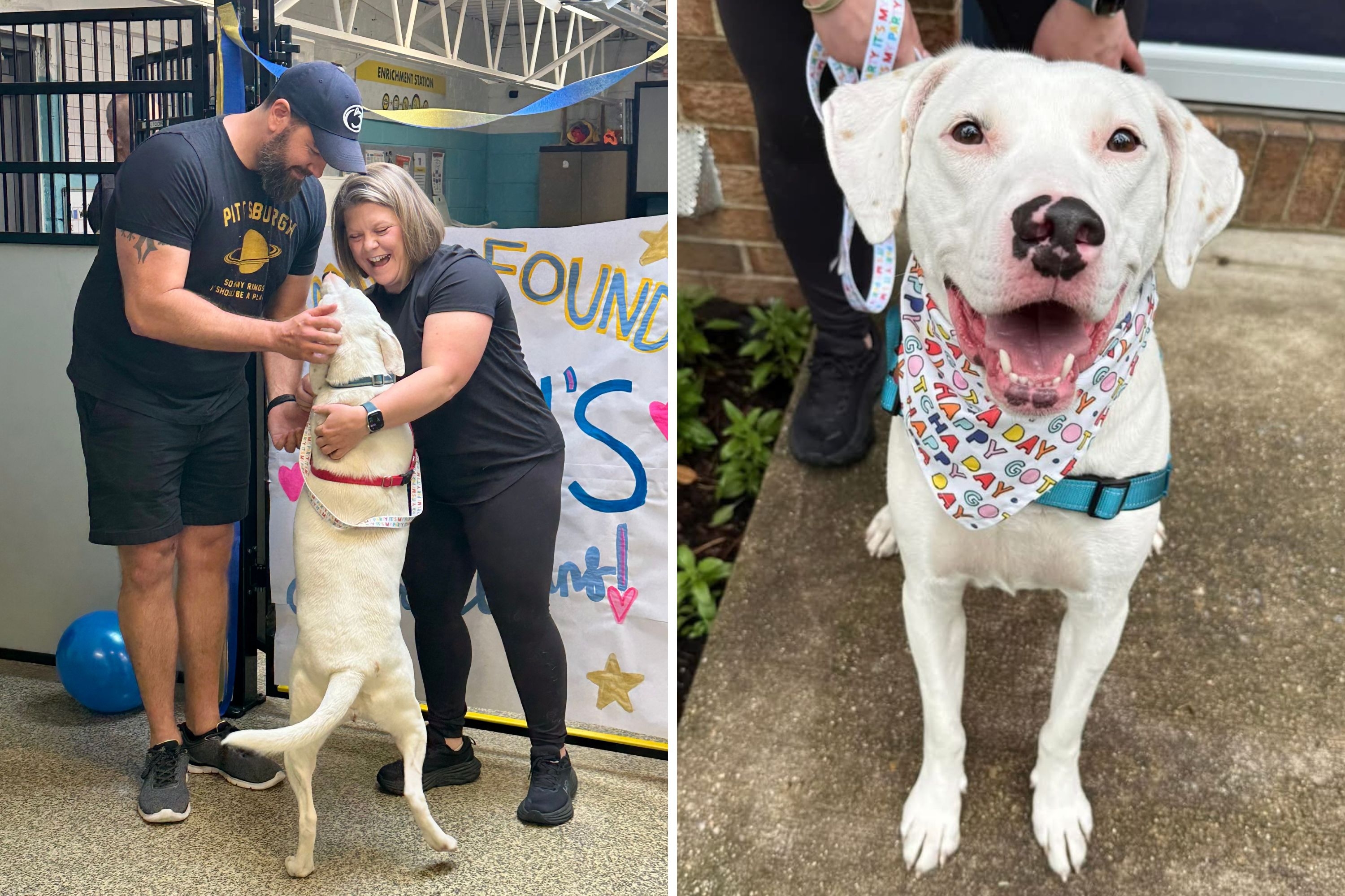 Mama Dog Watches Her Pups Find Homes, Waits 227 Days for Her Happy Ending