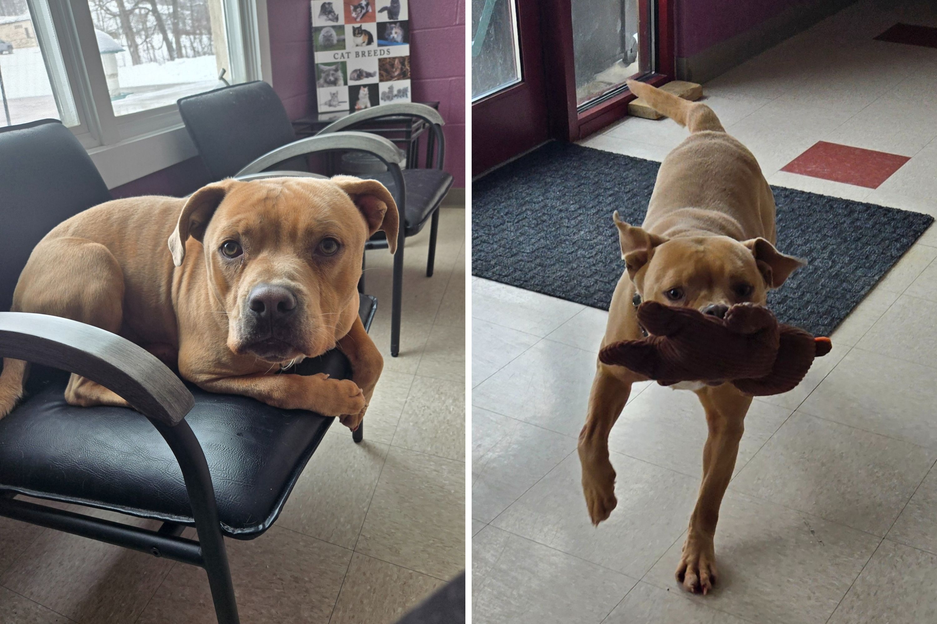 'Goodest Boy' Dog Marks 419 Days at Shelter As Workers Plea for Home