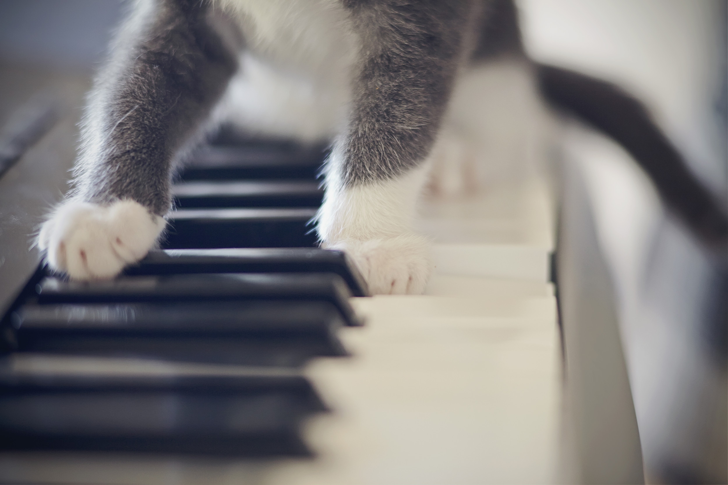 Owners Block Stairs So Cat Won't Wake Them—Then Opera Starts Blaring
