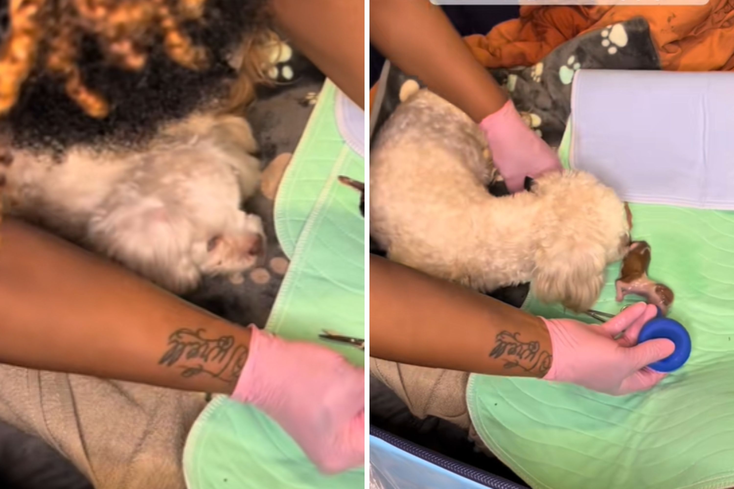 Frightening Moment Owner Stops Mama Dog From Eating Pup After Giving Birth