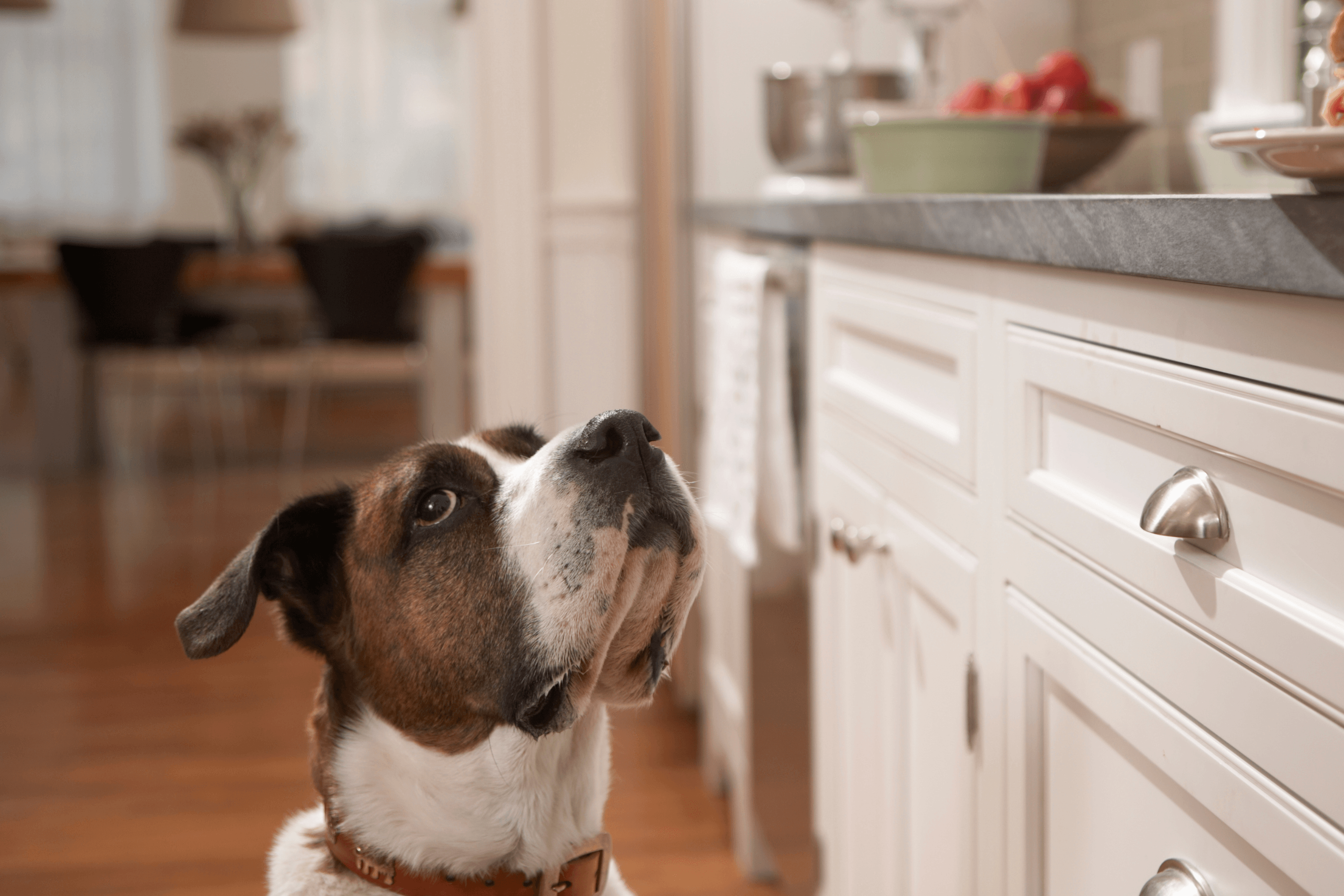 Woman Leaves Birthday Cake With Dog Unattended—Then Comes the Surprise