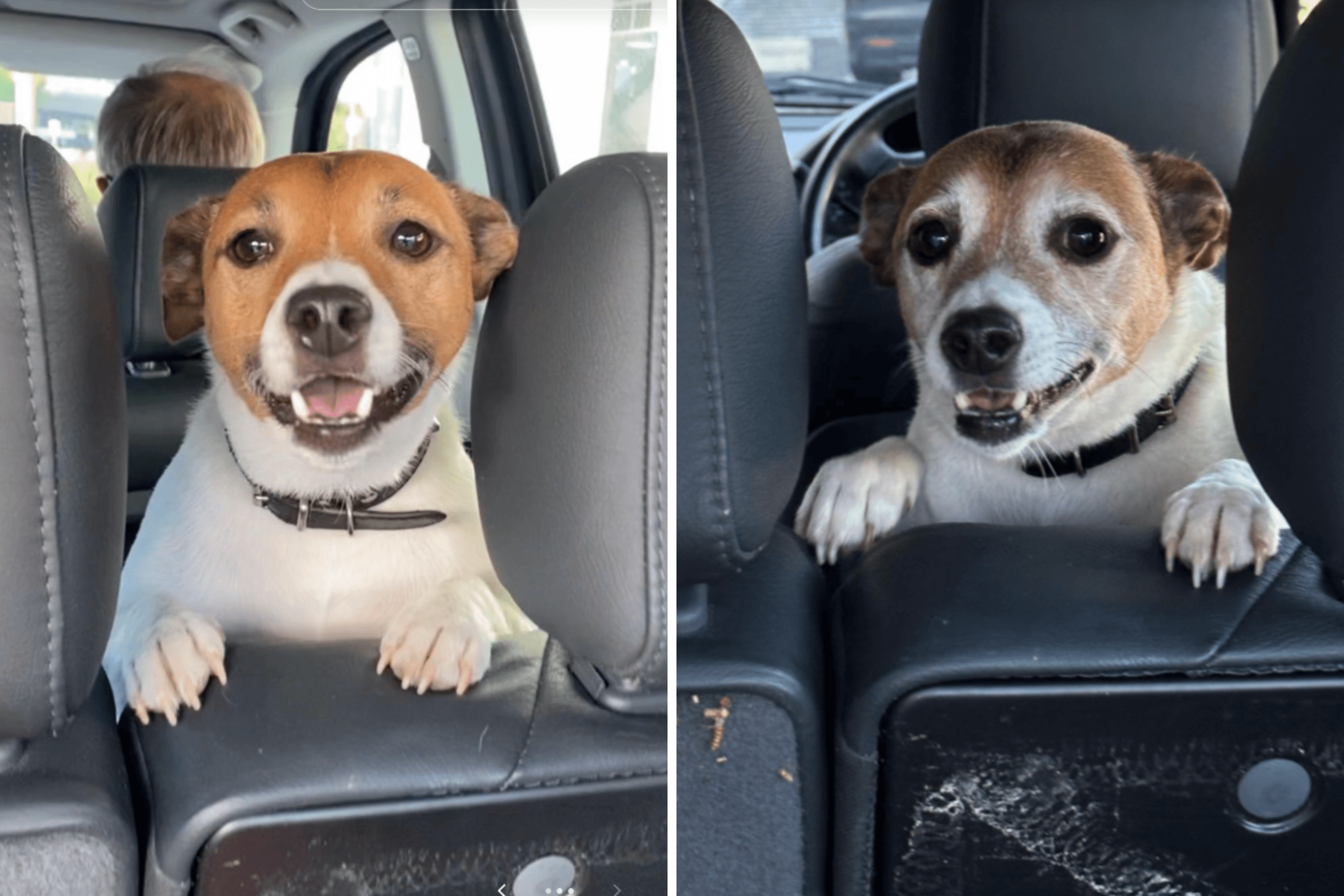 Woman Takes Photo of Dog During Every Visit—Makes Heartbreaking Realization