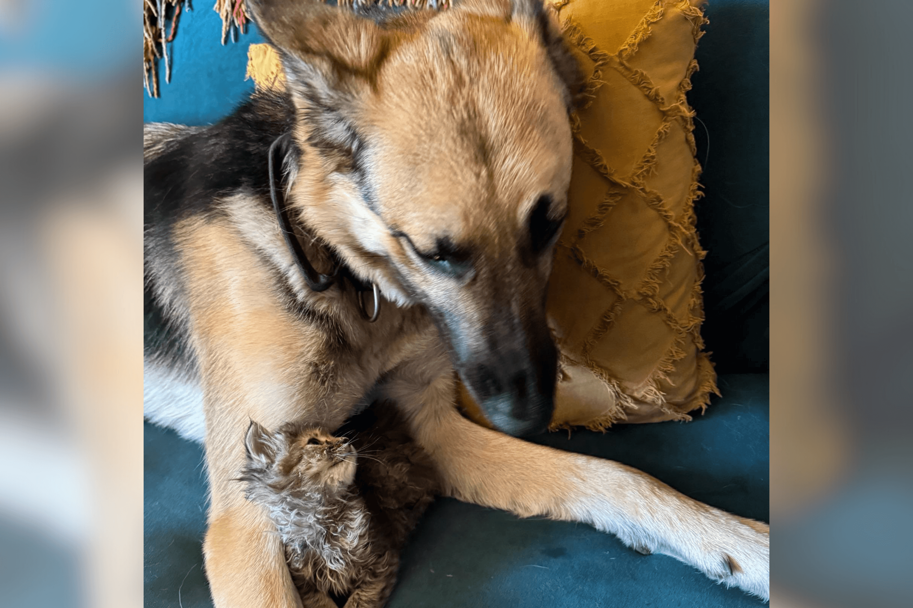 Kitten Dumped at Home With German Shepherd—It's Love at First Sight