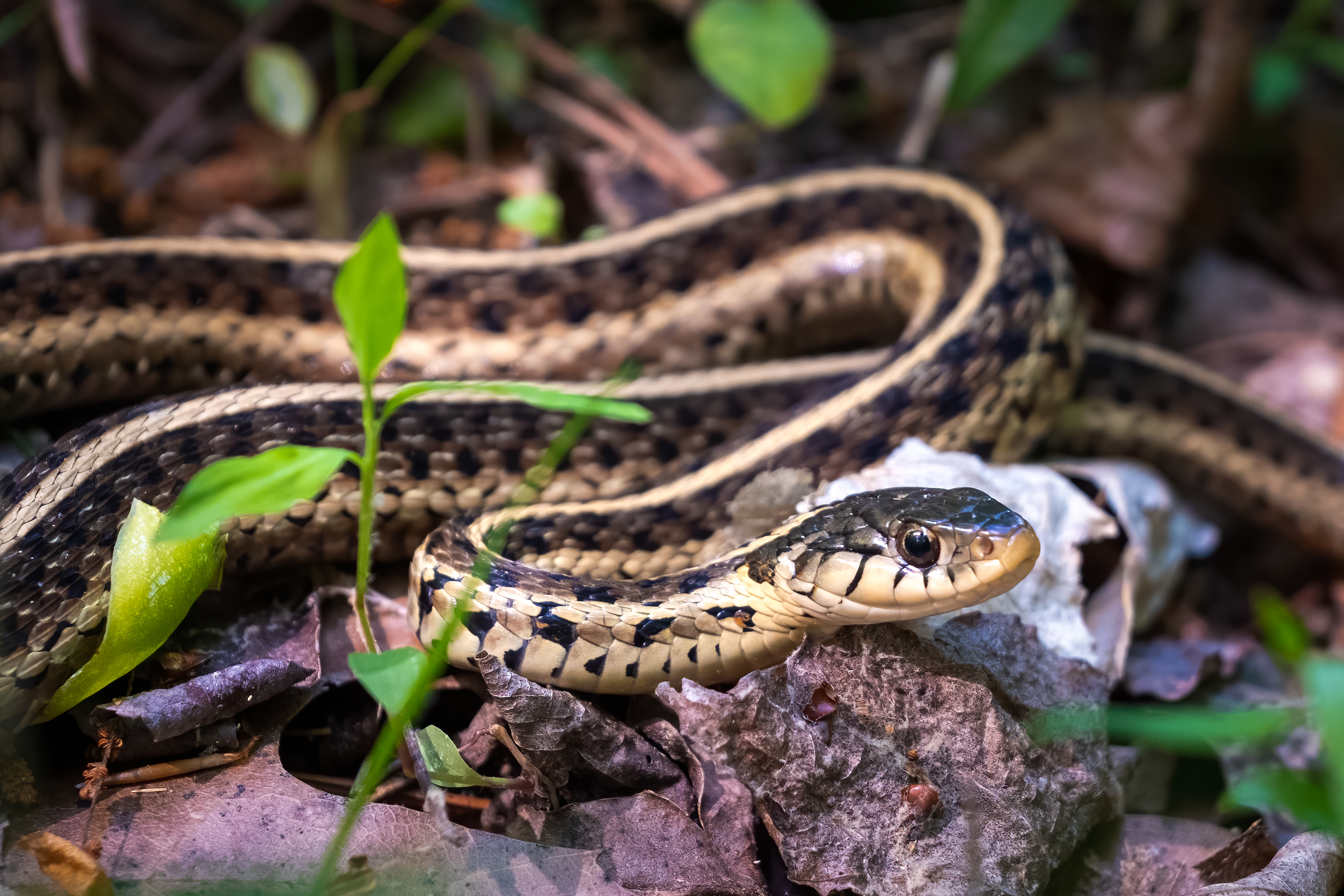 Snakes Are Cutting Power to Thousands of People