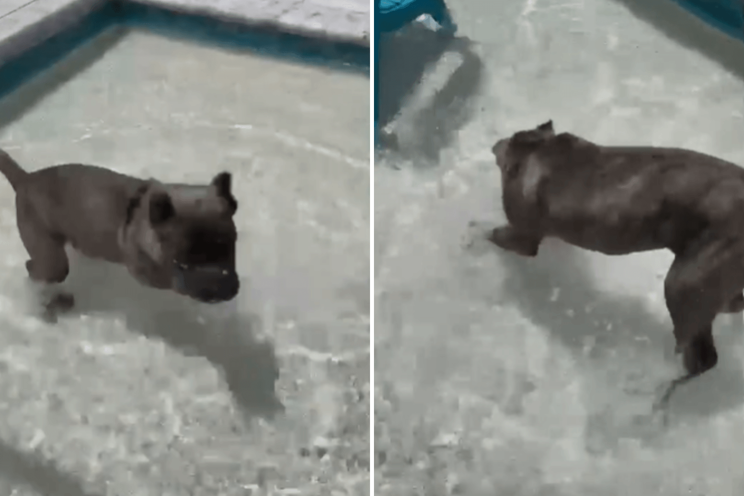 Cane Corso With Strict Swim Routine Wins Pet of the Week