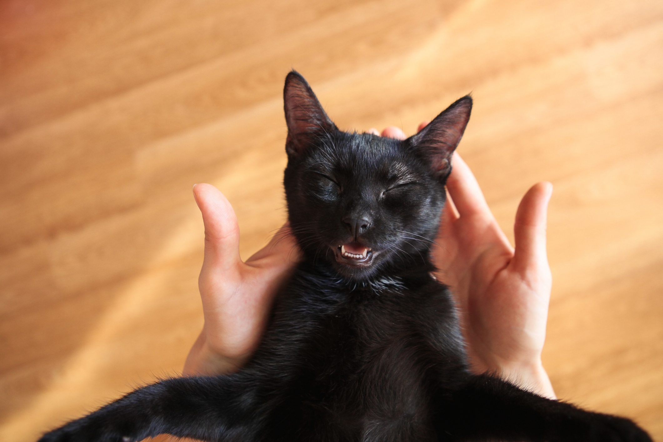 Hearts Melt as Owner Buys Sling for Adopted Kitten—Gets Unexpected Reaction