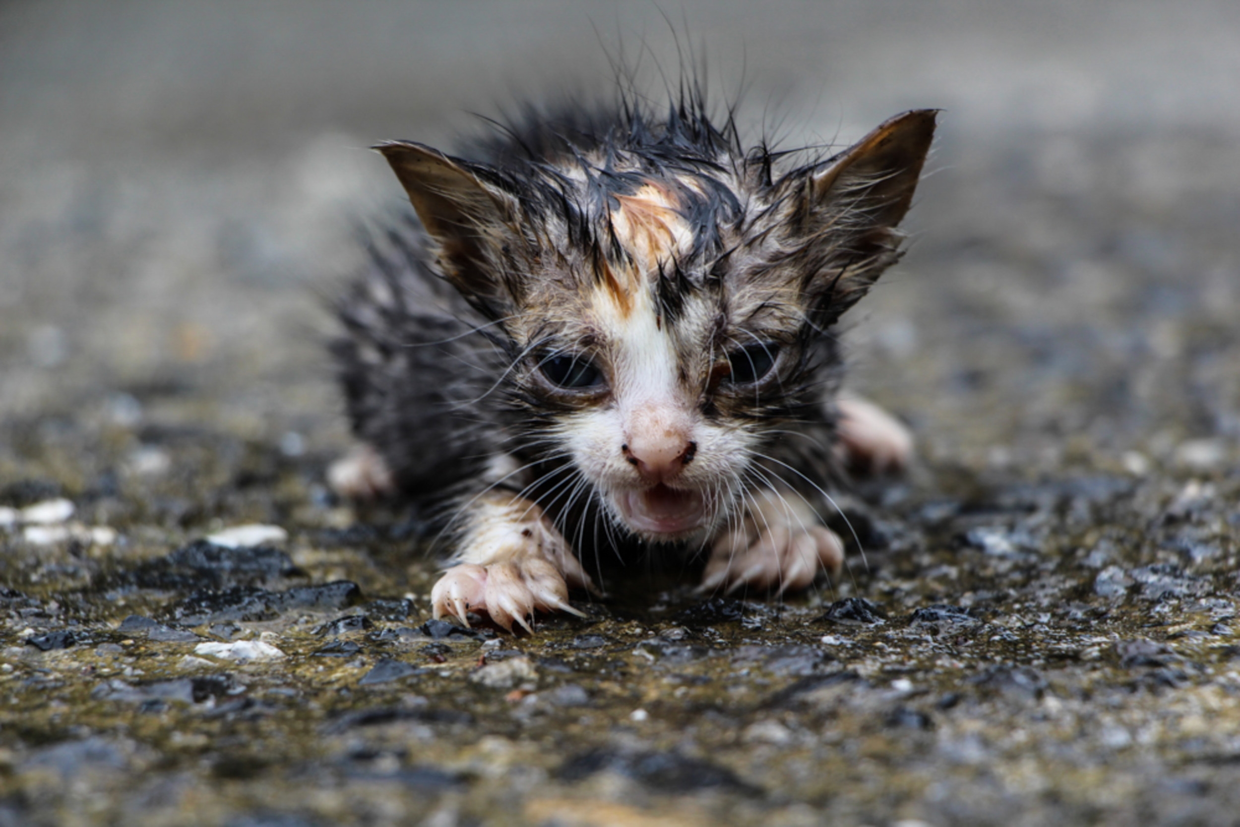 Woman Spots 'Given Up' Kitten in Pool of Water, She Knows What To Do