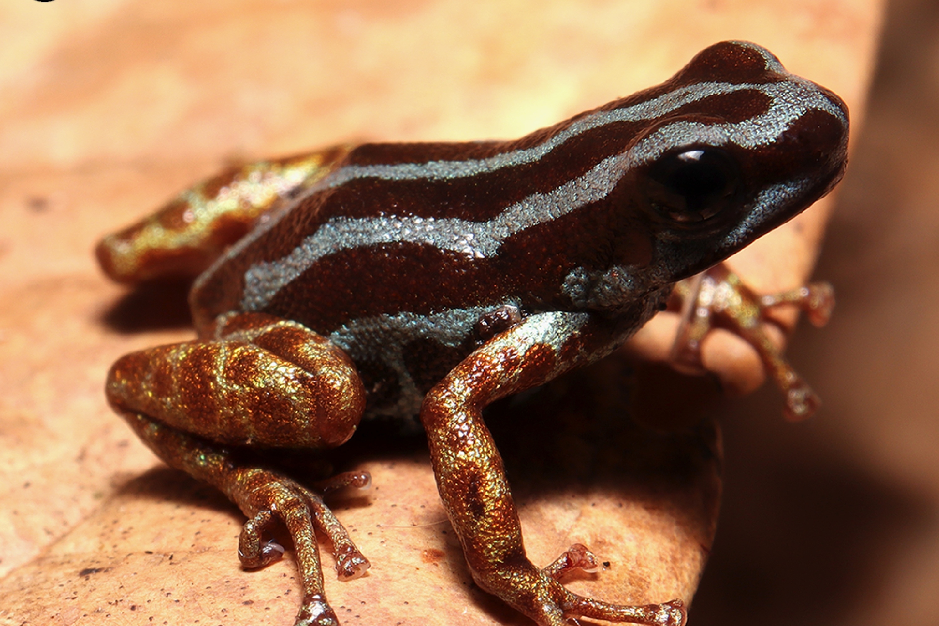 New Poison Dart Frog Species Discovered